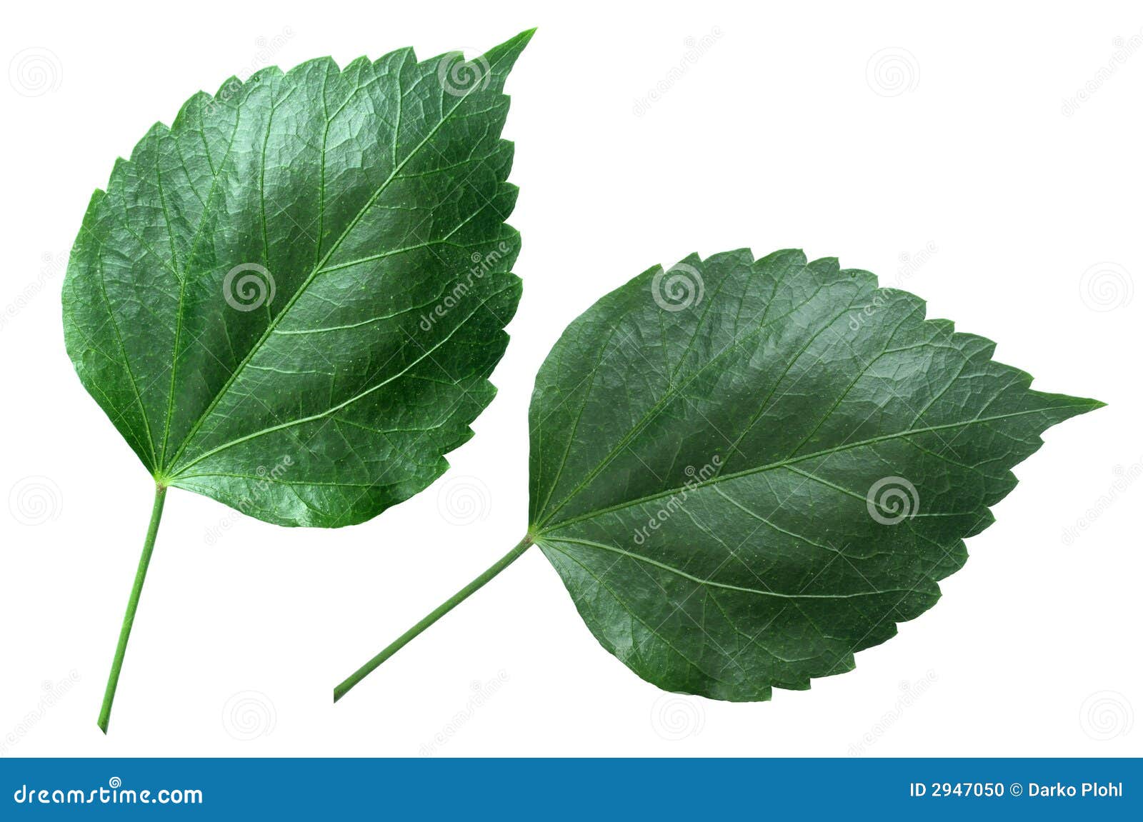 Hibiscus sabdariffa stock photo. Image of herb, prune 2947050