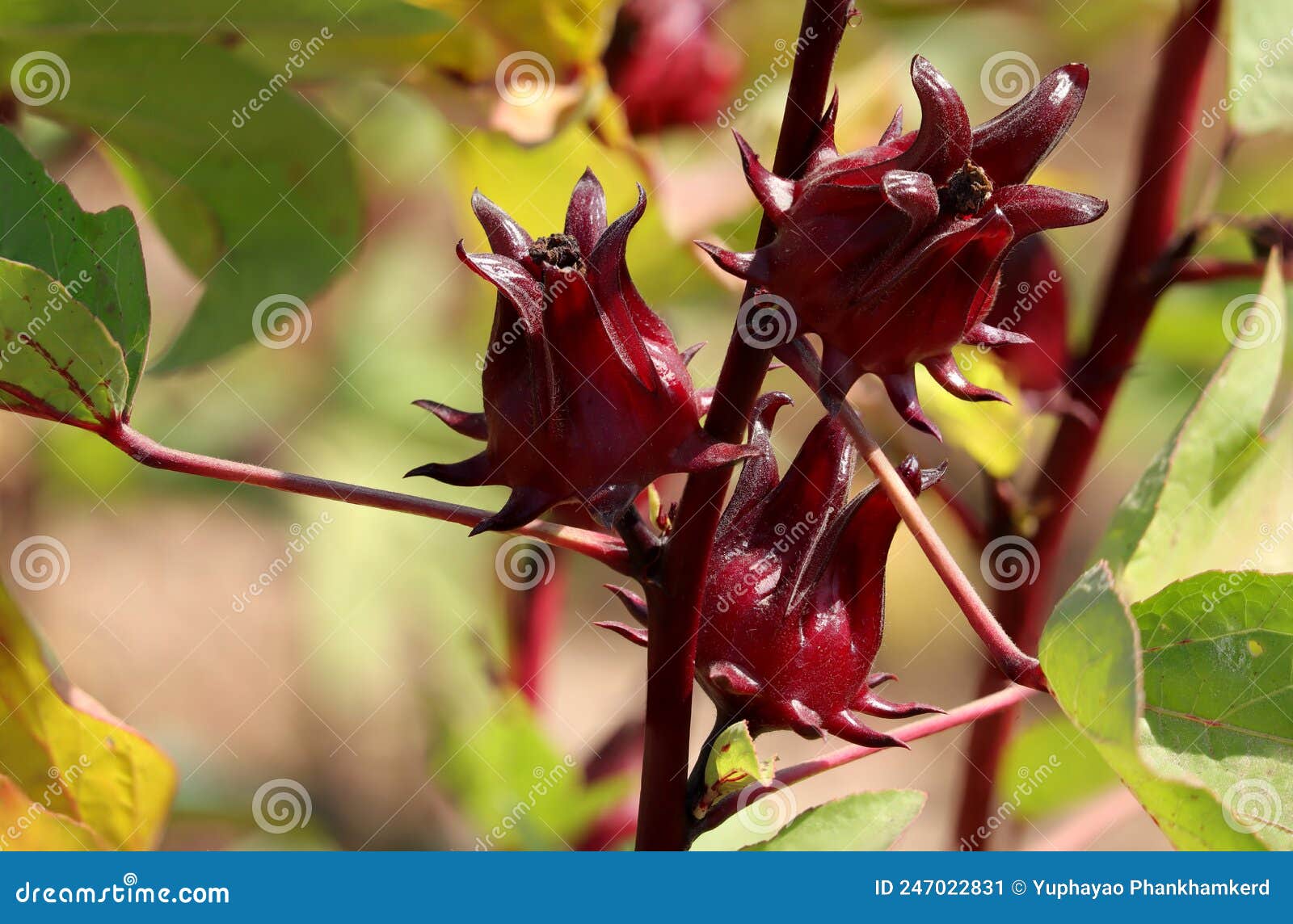 Hibiscus Séché Sabdariffa Ou Fruits Roselle Sur Blanc