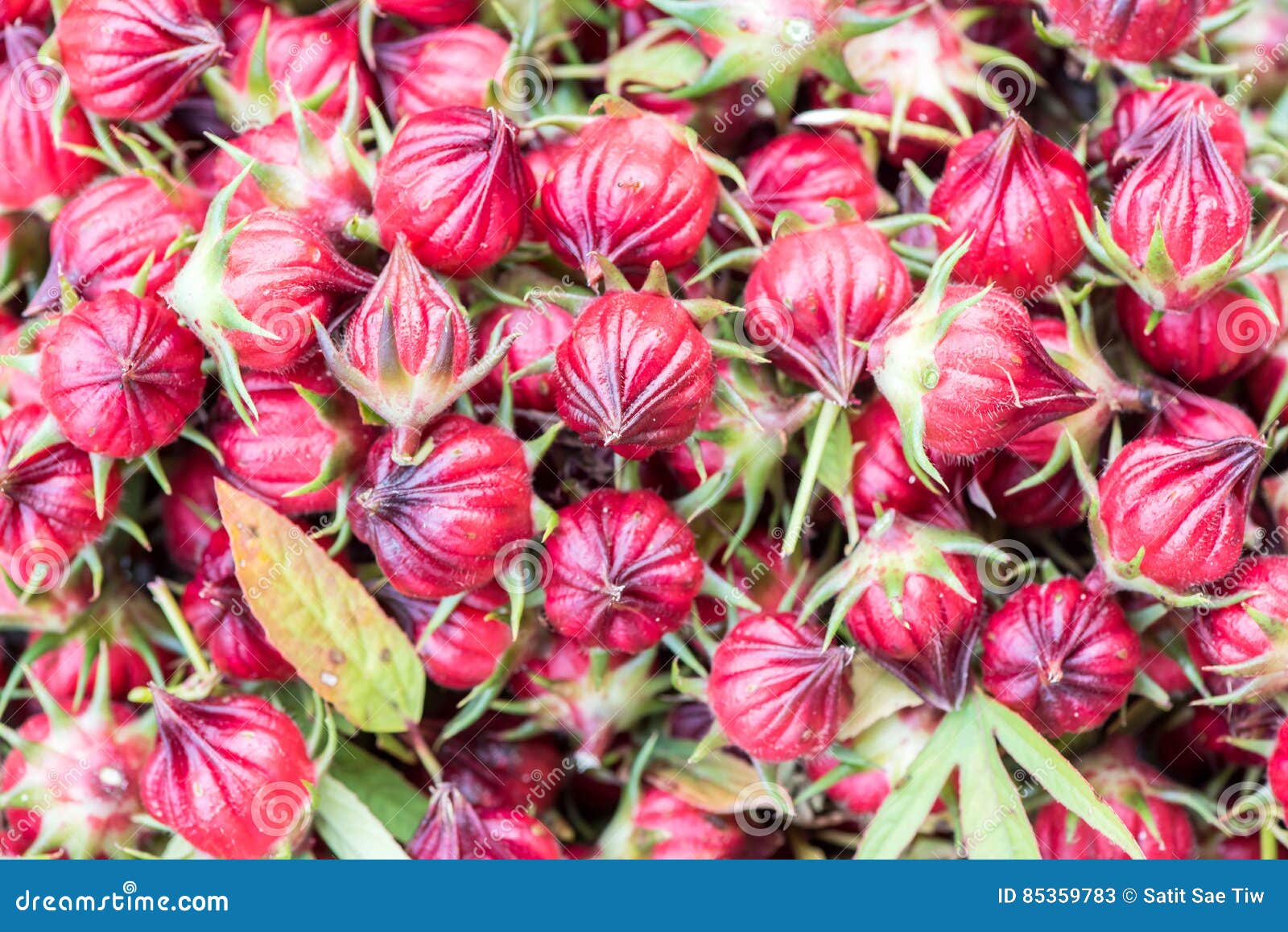 Hibiscus Sabdariffa or Roselle Fruits. Stock Image Image of