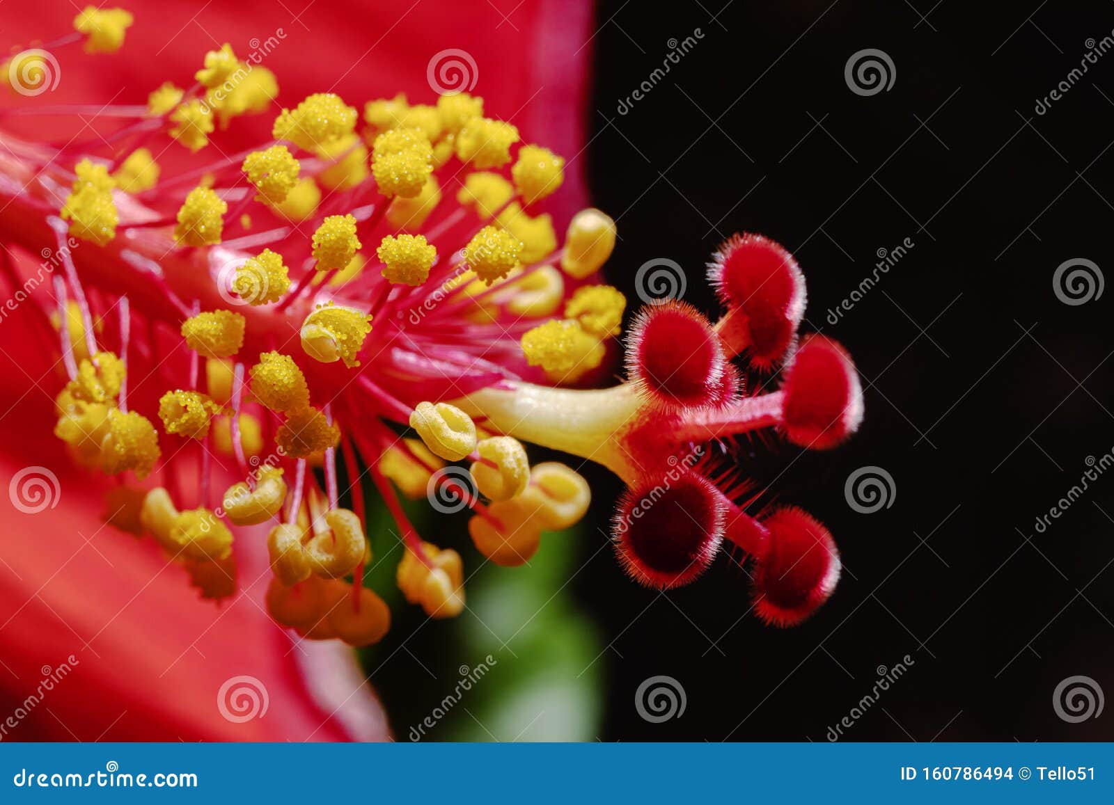 Hibiscus Stigma and Stamen with Pollen Stock Photo - Image of stigma ...