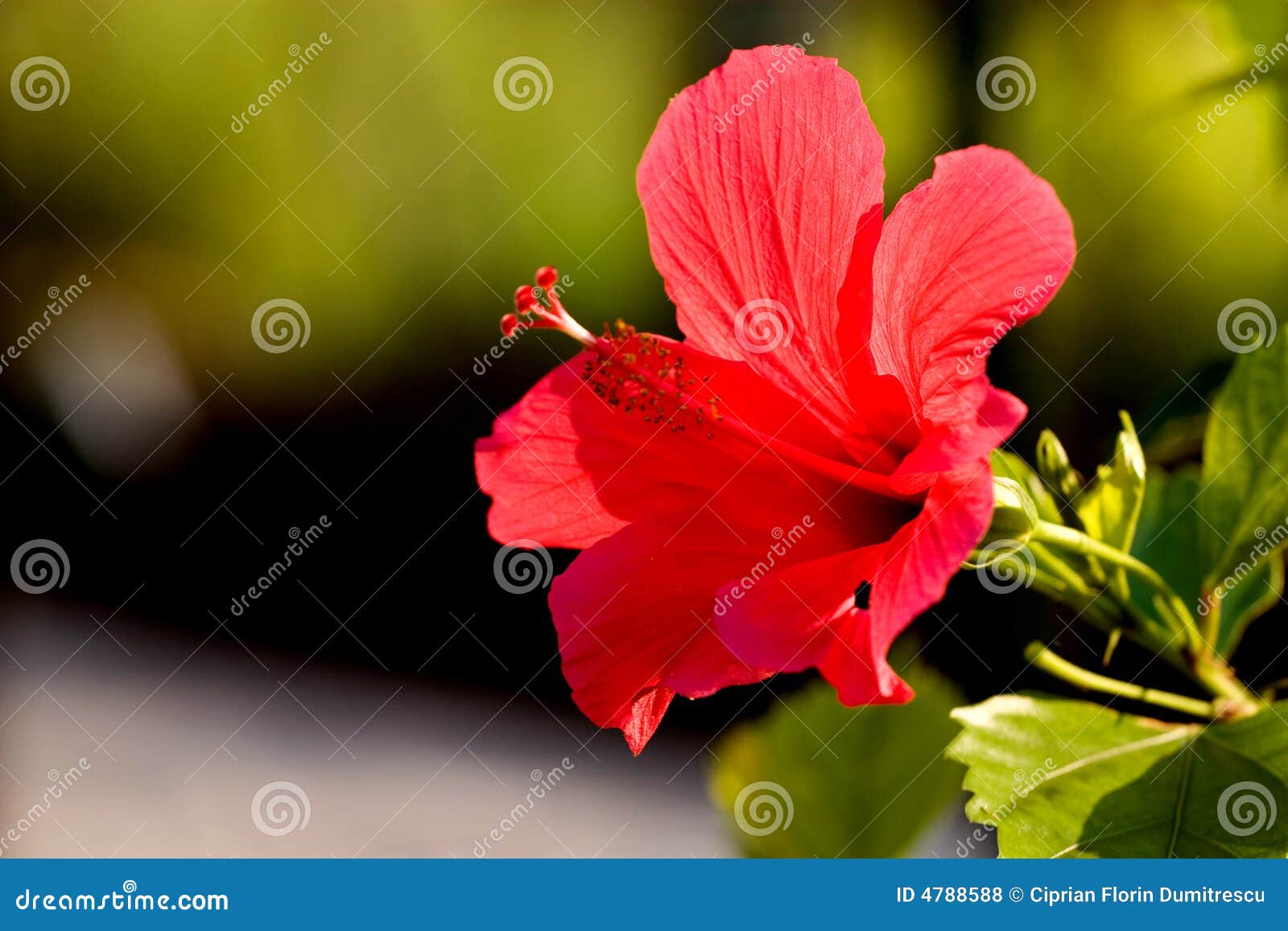 Hibiscus in sun stock photo. Image of plant, hibiscus 4788588