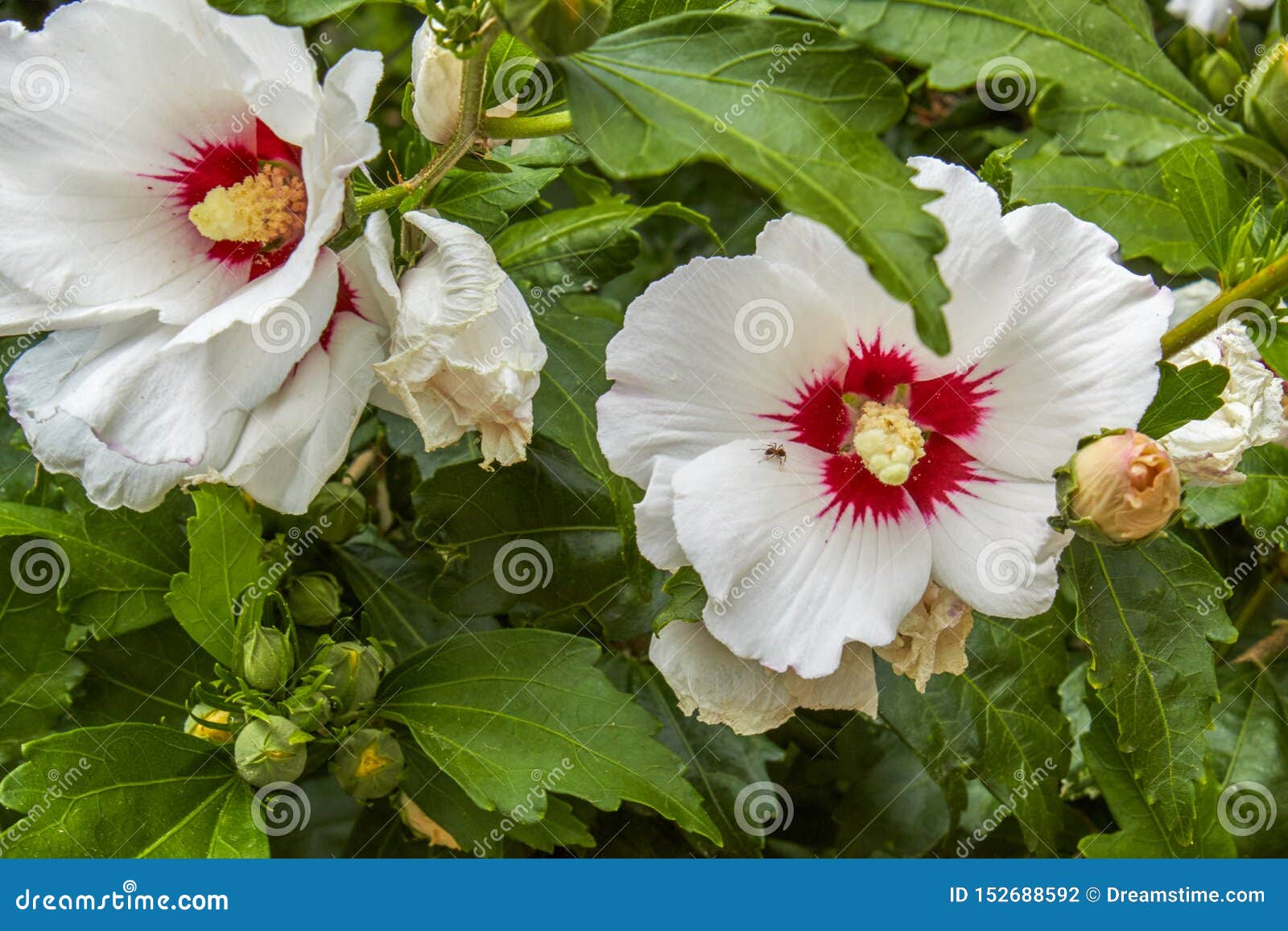 hibiscus syriacus flower with showy columna and a small ant