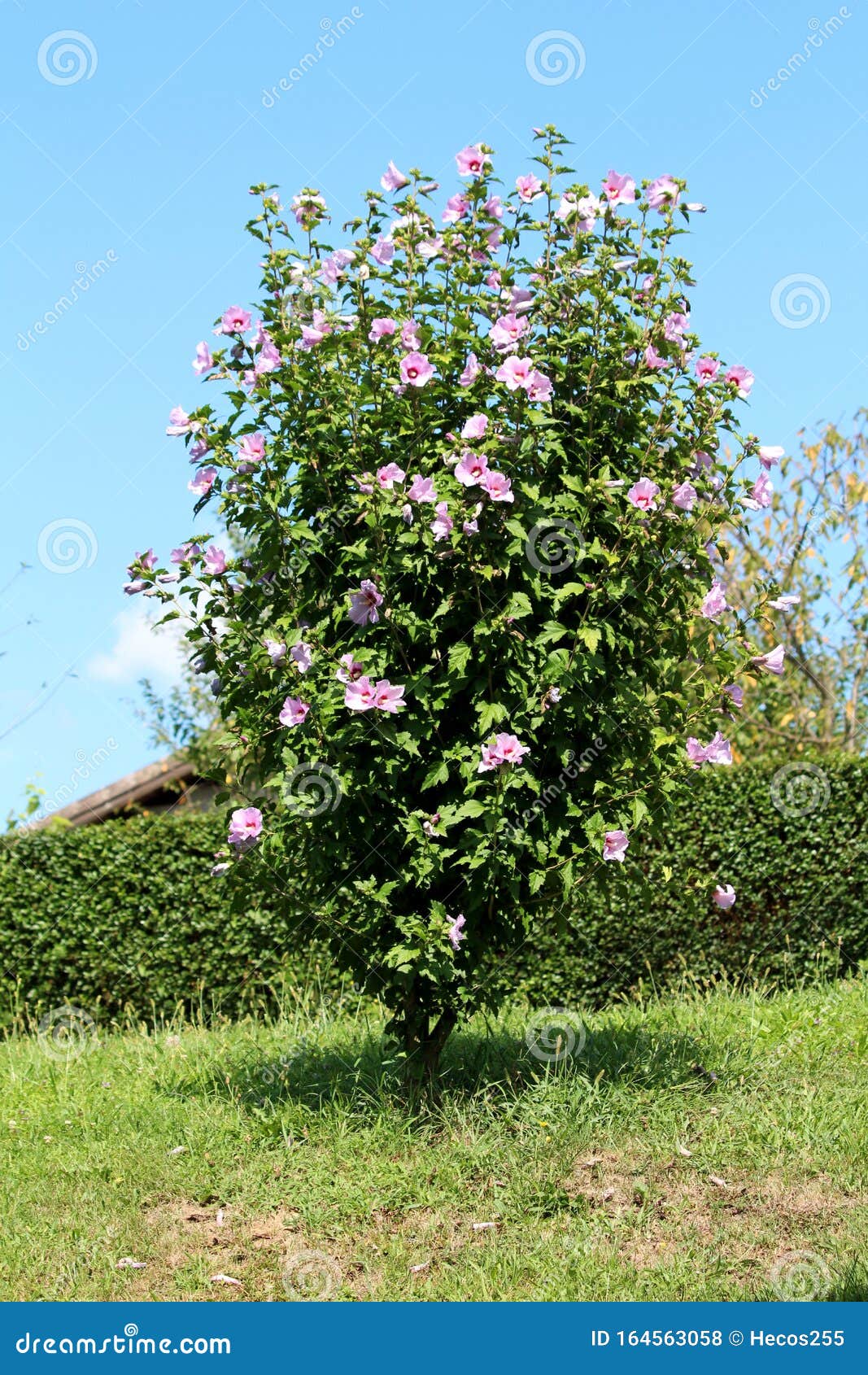 hibiscus syriacus or rose of sharon flowering plant growing as