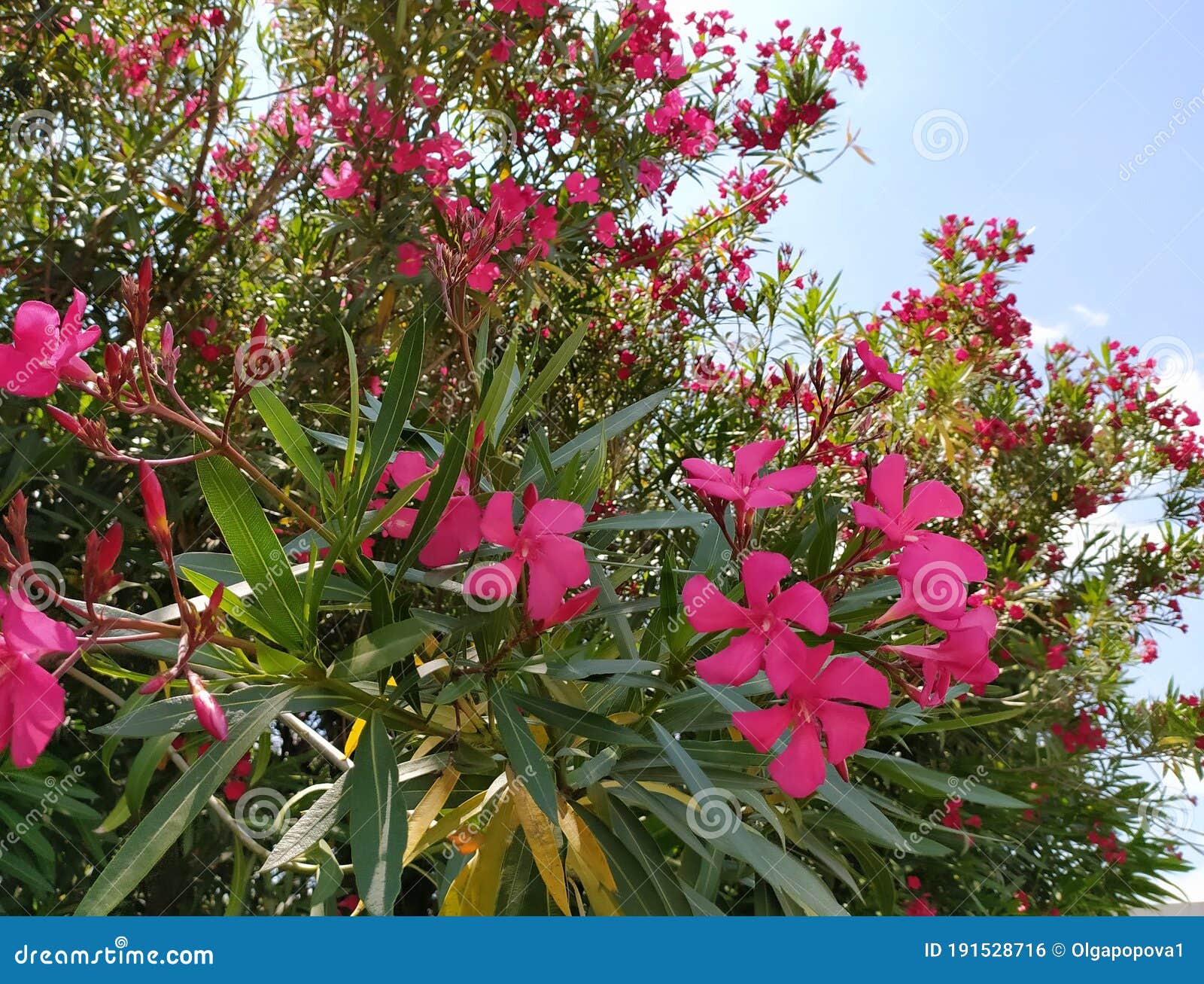 Hibiscus Syriacus Tree with Pink Flowers, Blossom. Stock Photo - Image ...