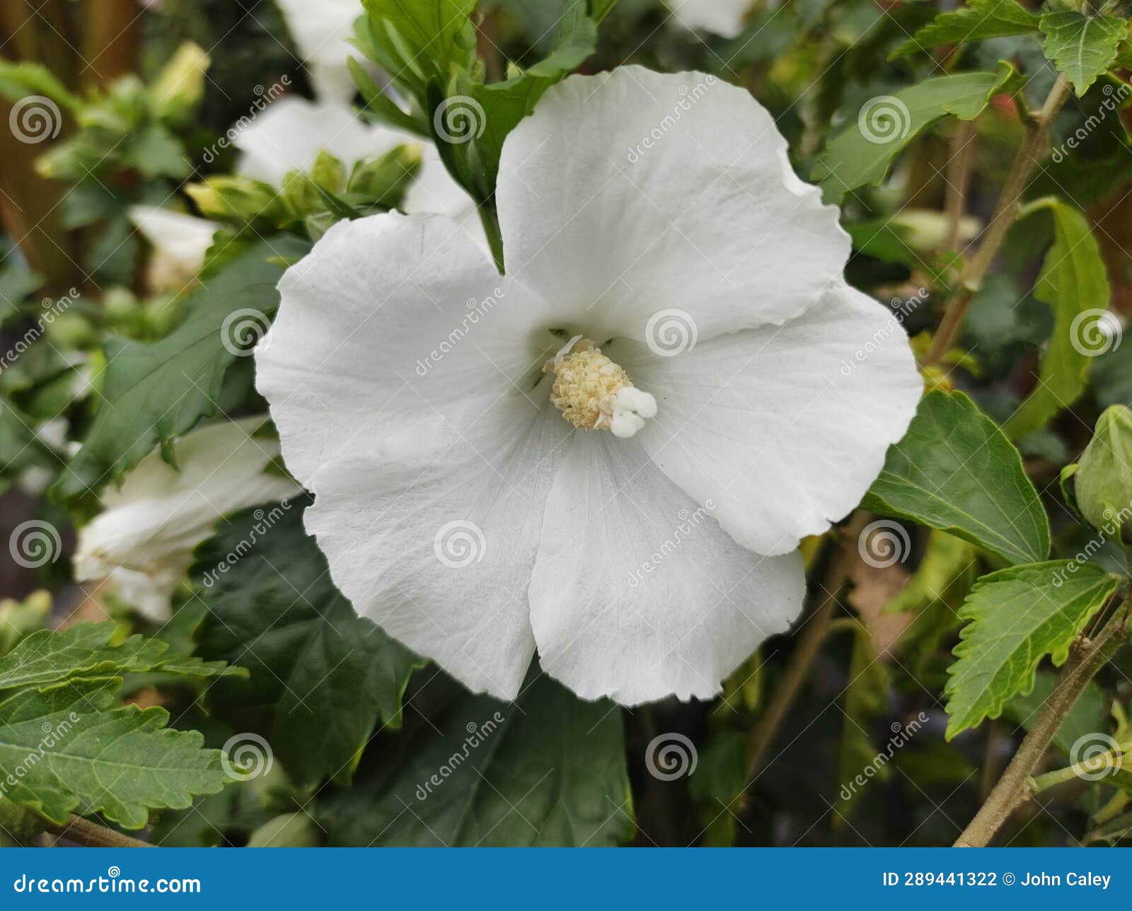 hibiscus syriacus 'ÃlÃ©onore'