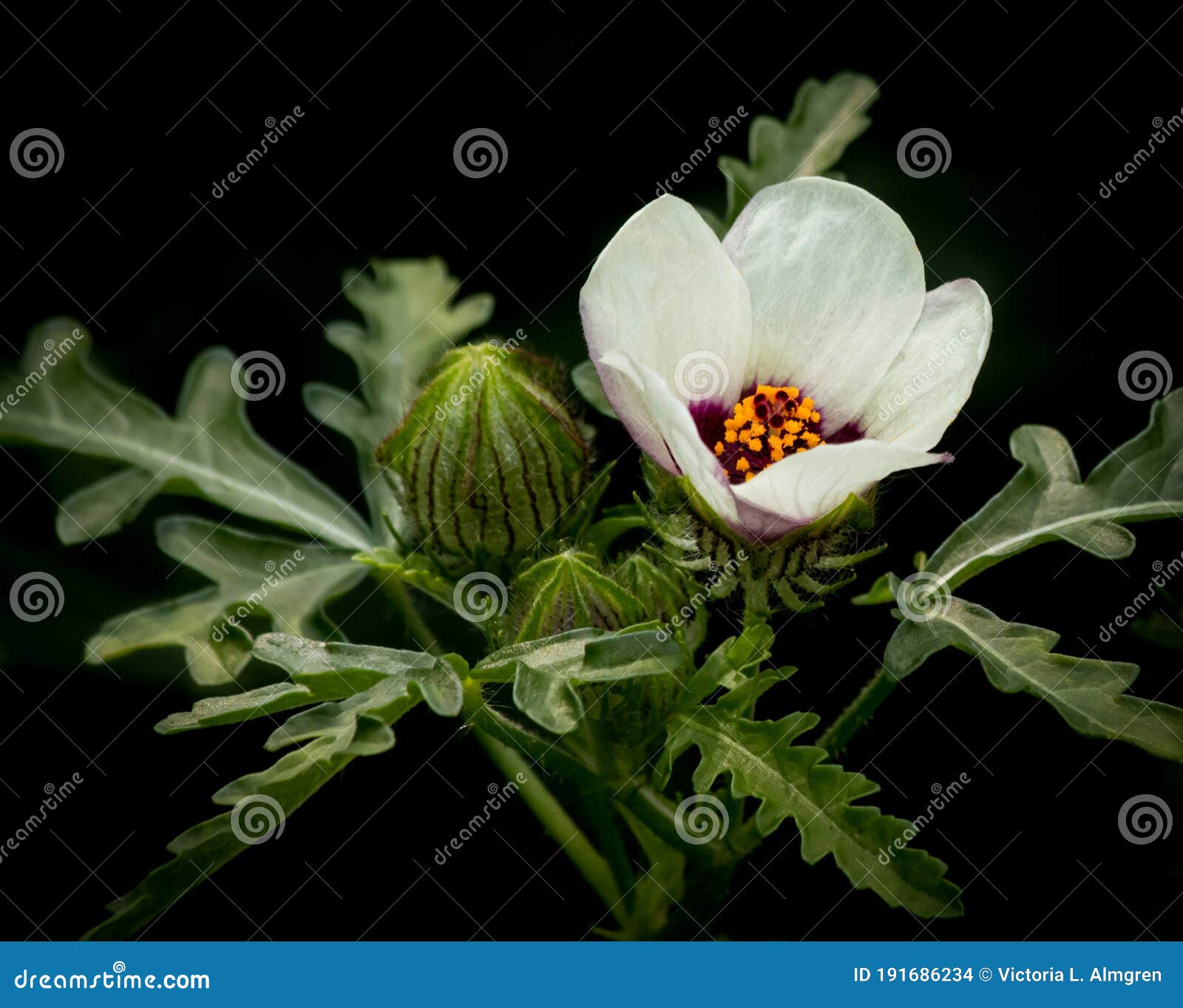 hibiscus trionum bloom on black background