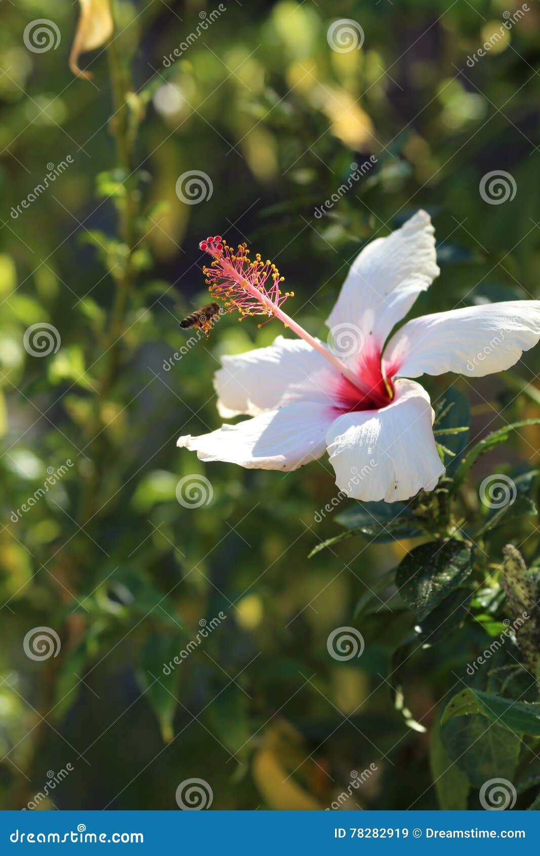 Hibiscusbloem - Malvaceae. Een grote opzichtige witte Hibiscus bloeit - met een bij verzamelend stuifmeel