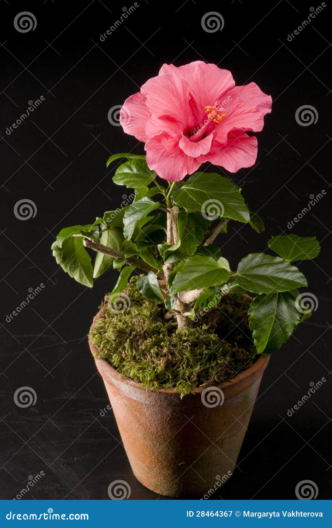 Hibiskus flower in a pot stock image. Image of flower 28464367