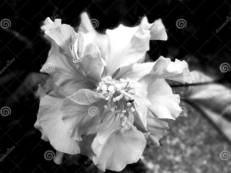 Hibiskus Ist Ein Stamm Der Malvaceae, Der Als Zierpflanze in Den Tropen