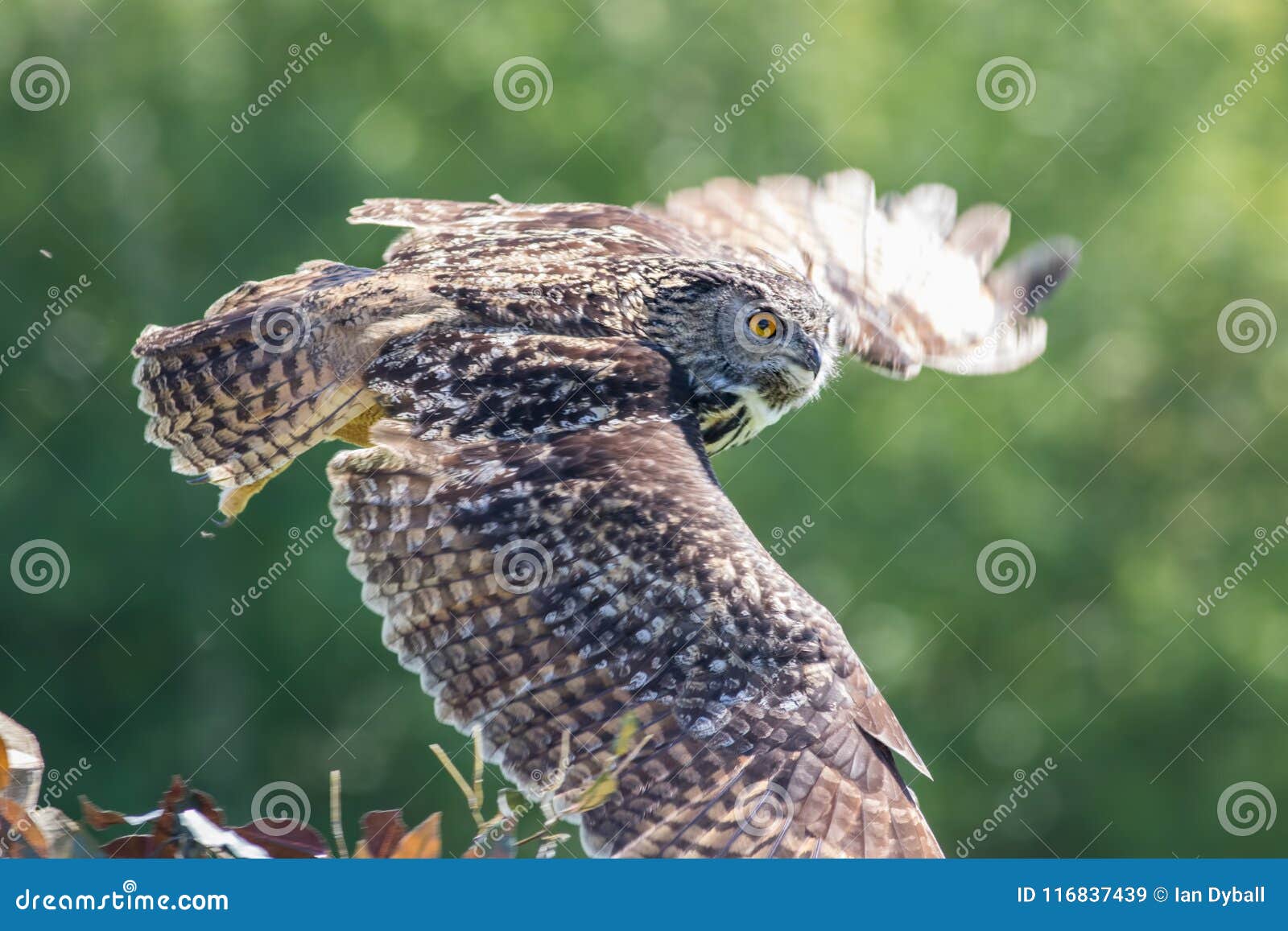 Hibou Dans Le Vol Horizontal Oiseau Silencieux De Chasseur