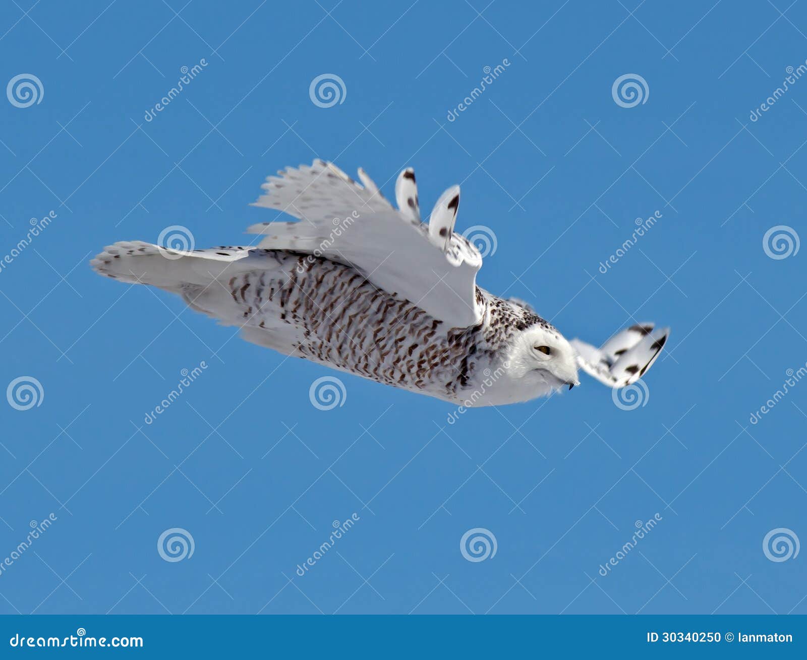 Hibou De Milou Photo Stock Image Du Oiseaux Clavettes