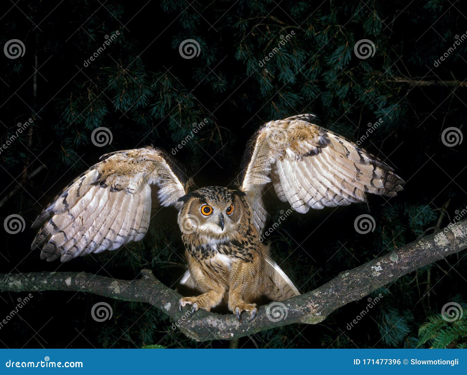 100,246 Photos de Hibou - Photos de stock gratuites et libres de droits de  Dreamstime