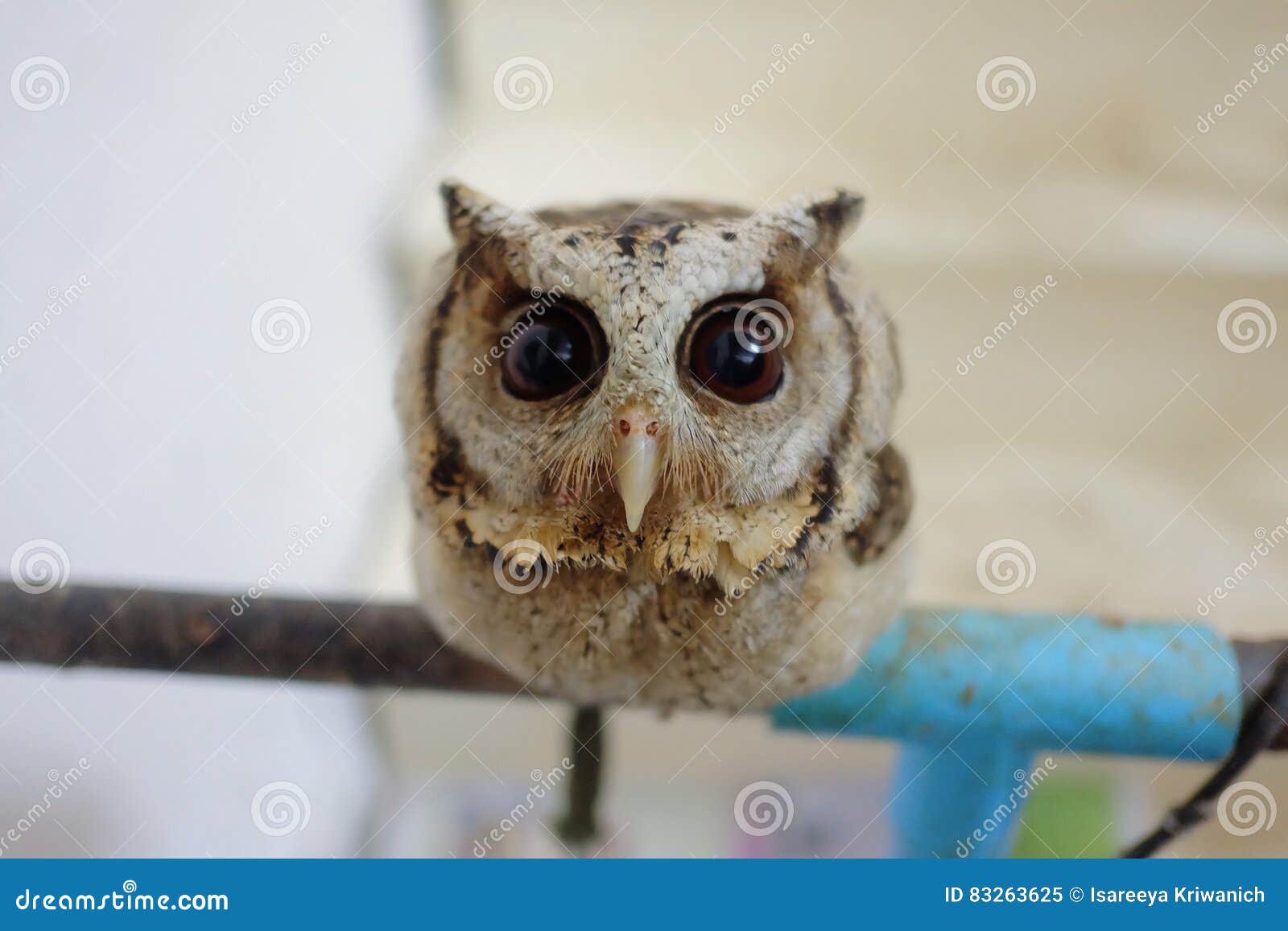 Hibou Mignon De Bebe Et Ses Grands Yeux Image Stock Image Du Mignon Hiboux Hibou Mignon De Bebe Et Ses Grands Yeux Image Stock Image Du Mignon Hiboux