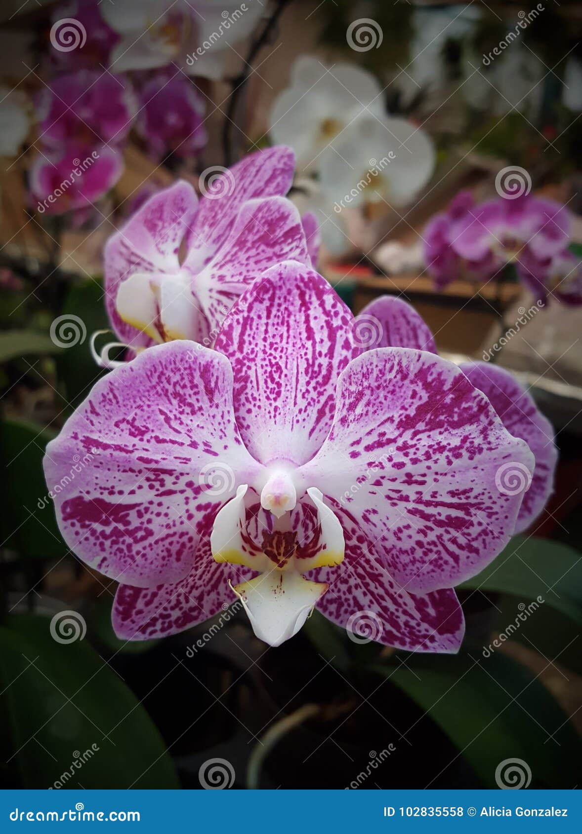 orchid phaleanopsis hibrid close up