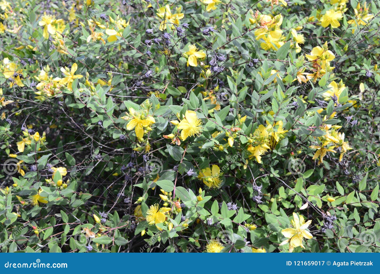 Pianta Sempreverde Con Fiori Gialli : Piante Per Aiuole ...