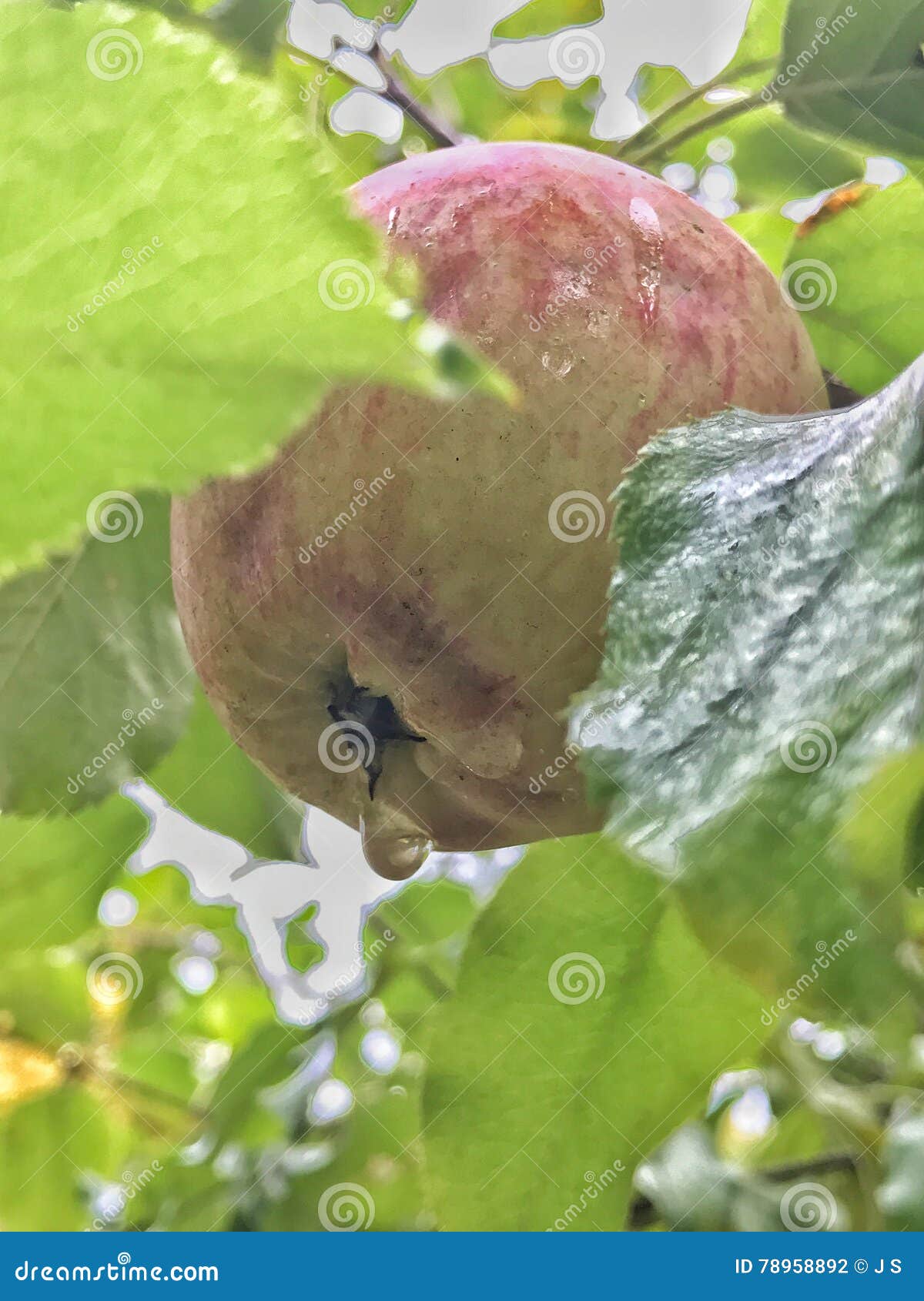 Hidden apple stock photo. Image of fall, hidden, rain 78958892