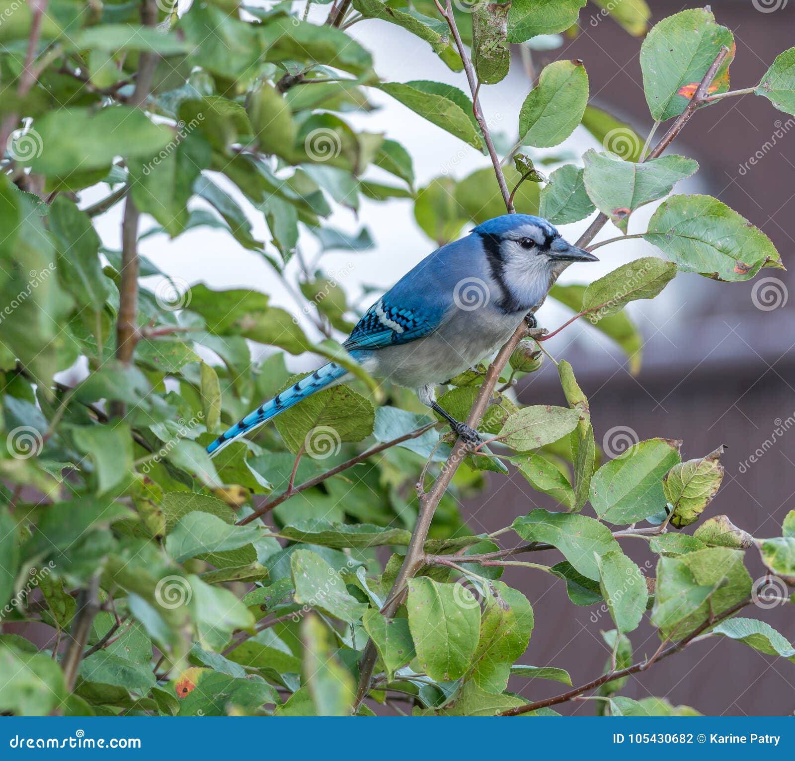 hidden blue jay watching his territory