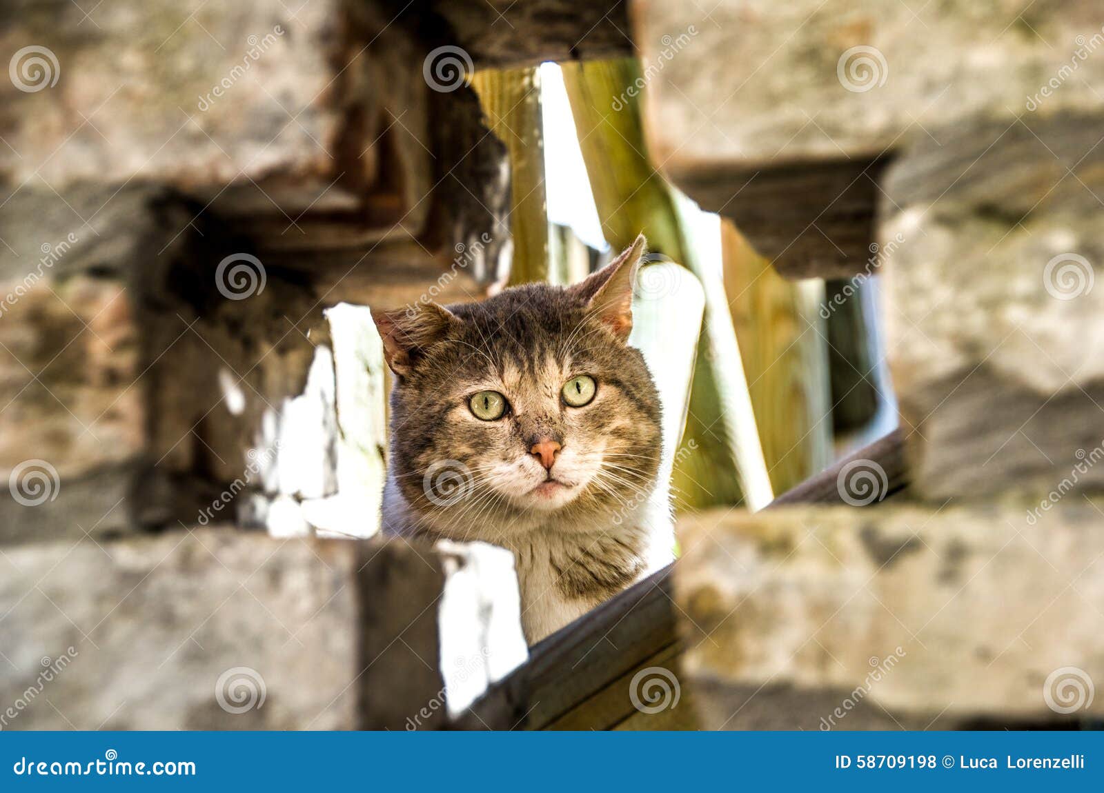 curious cat peeking through hole rock wall