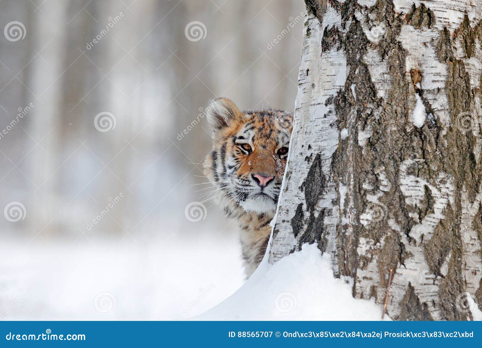 hidden face portrait of tigre. tiger in wild winter nature. amur tiger running in the snow. action wildlife scene, danger animal.