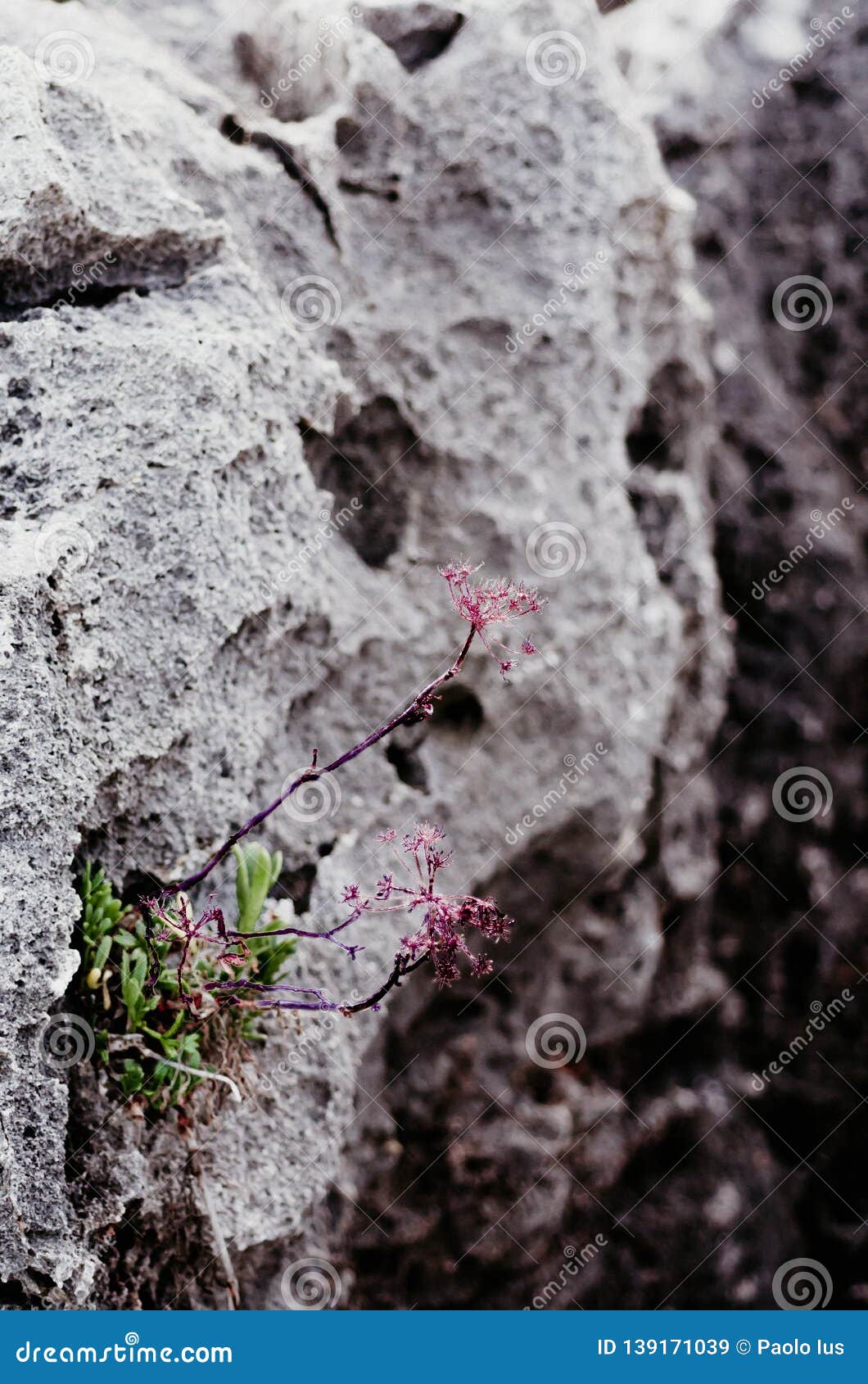 hidden flowers setphanie hidden flowers setphanie