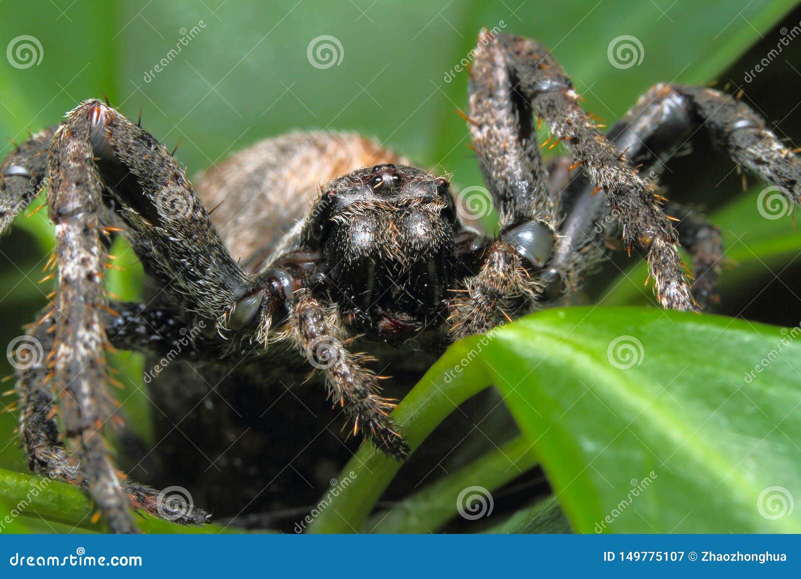 Wildlife Photography - Fierce Spider