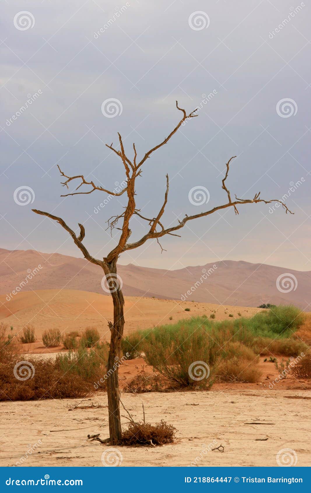 hidden vlei dead tree in lansdscape namib-naukluft national park, namibia