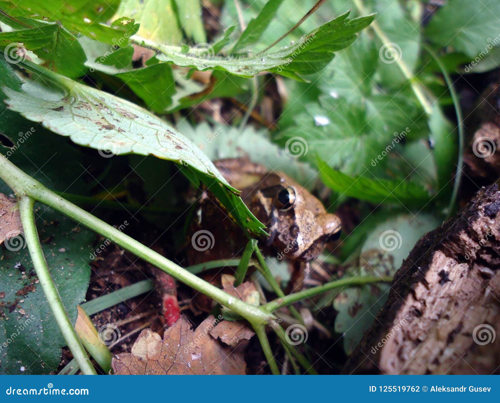 Hide and Seek with a Frog stock photo. Image of begins - 125519762