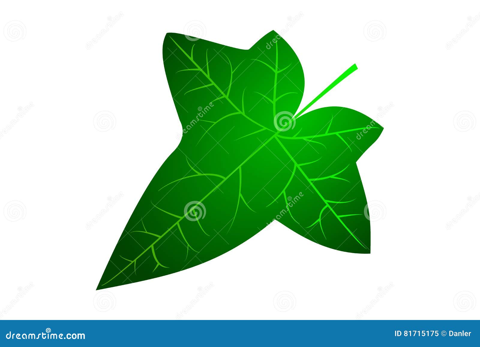 Hiedra, hoja de la hiedra ilustración del vector. Ilustración de