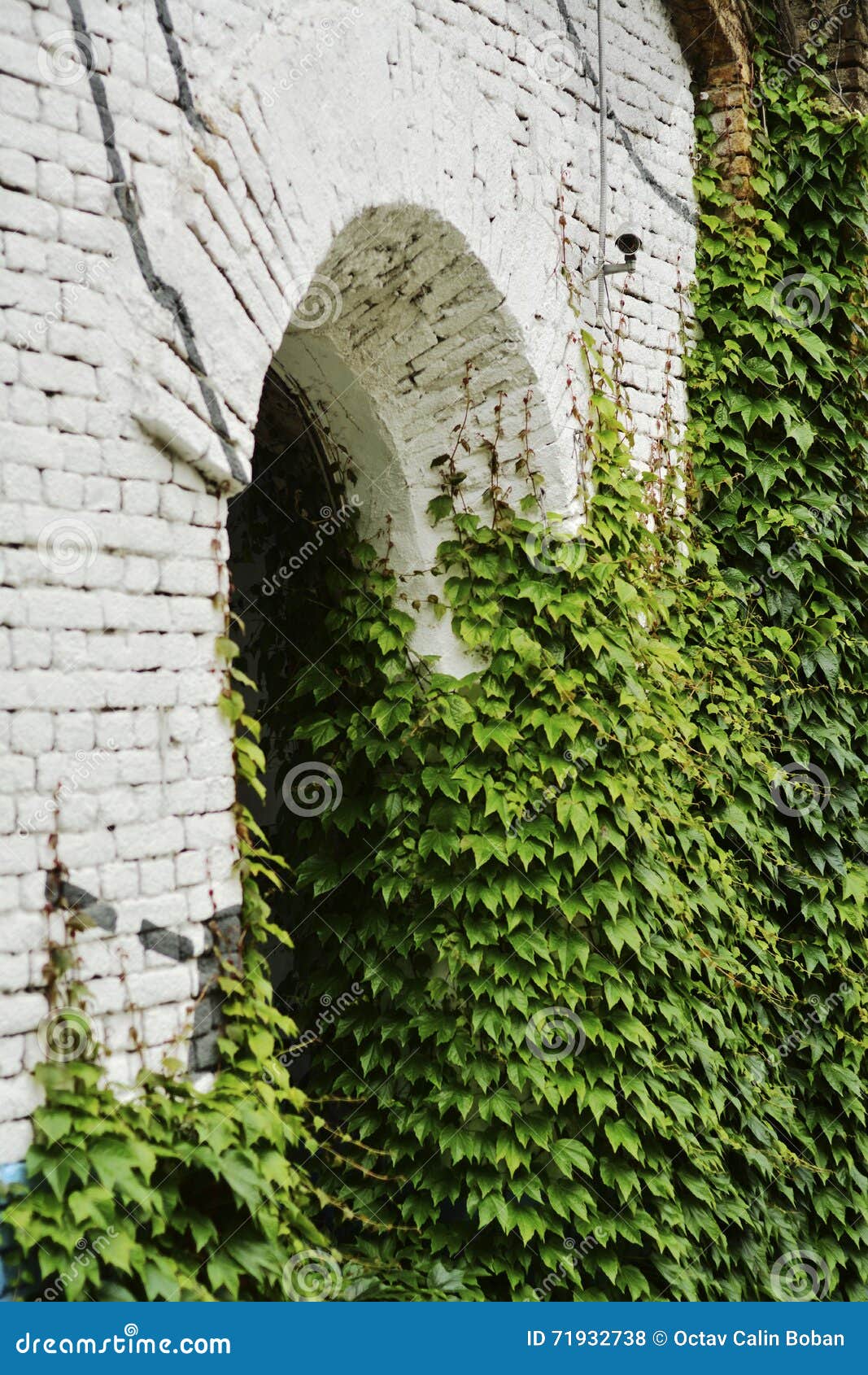 Hiedra verde en un edificio viejo con la abertura del arco. La hiedra verde sube en un edificio viejo con la abertura del arco Ladrillos pintados en blanco, gris y azul
