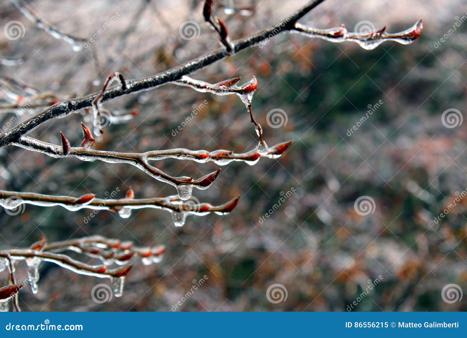 Hielo en ramificaciones de árbol. Ramas de árbol cubiertas por el hielo