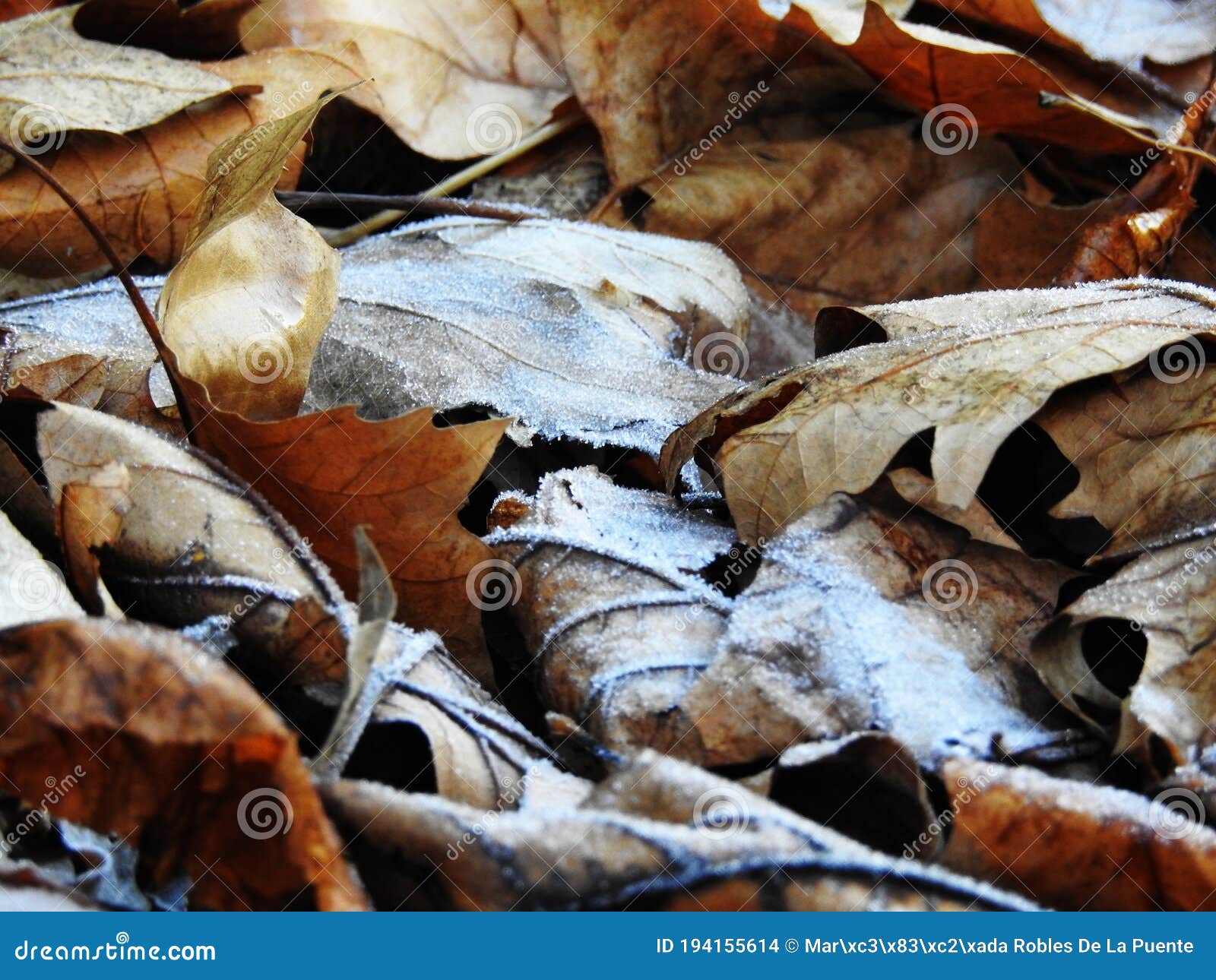 hielo sobre las hojas secas