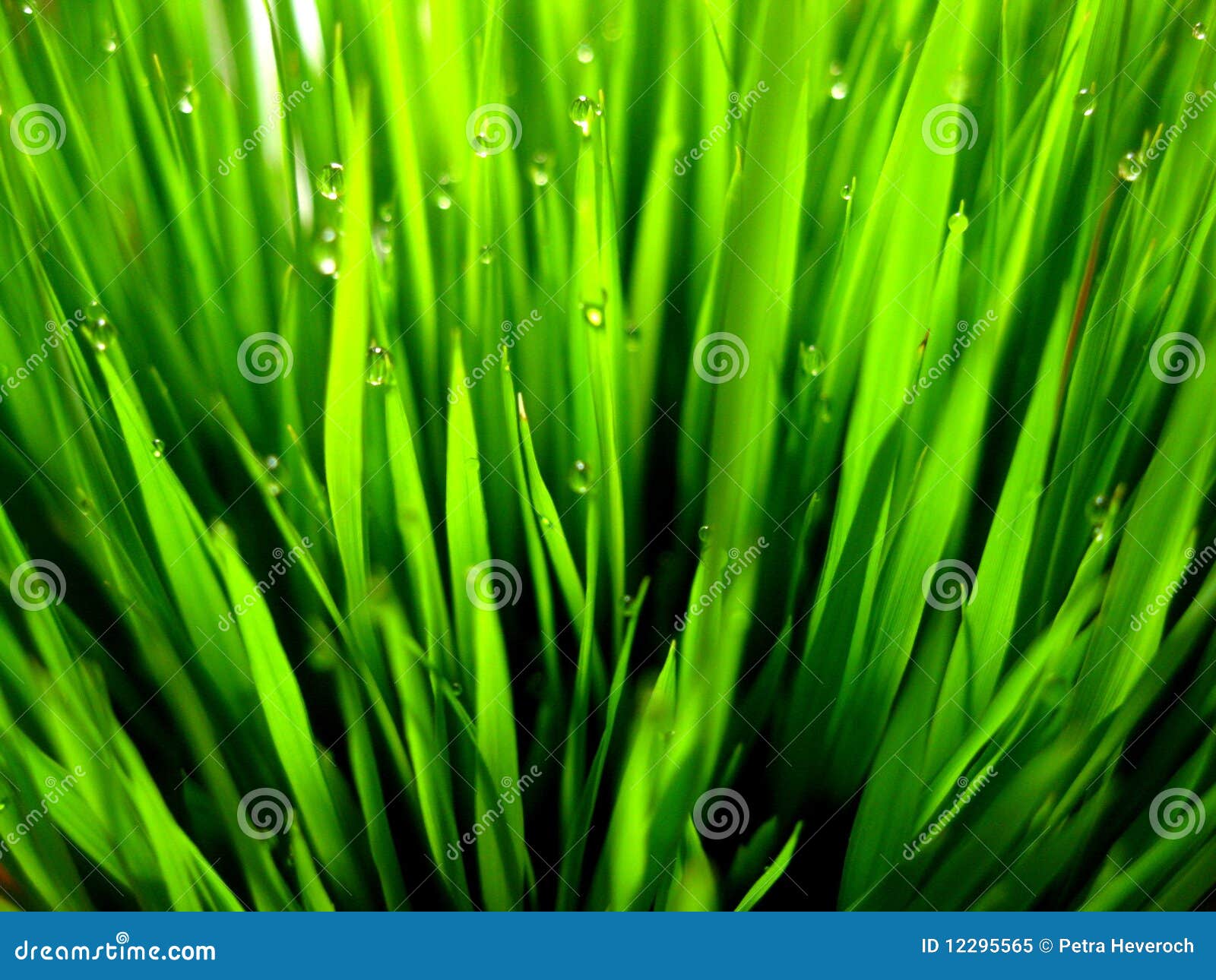 Hierba verde en un jardín tropical en Asia