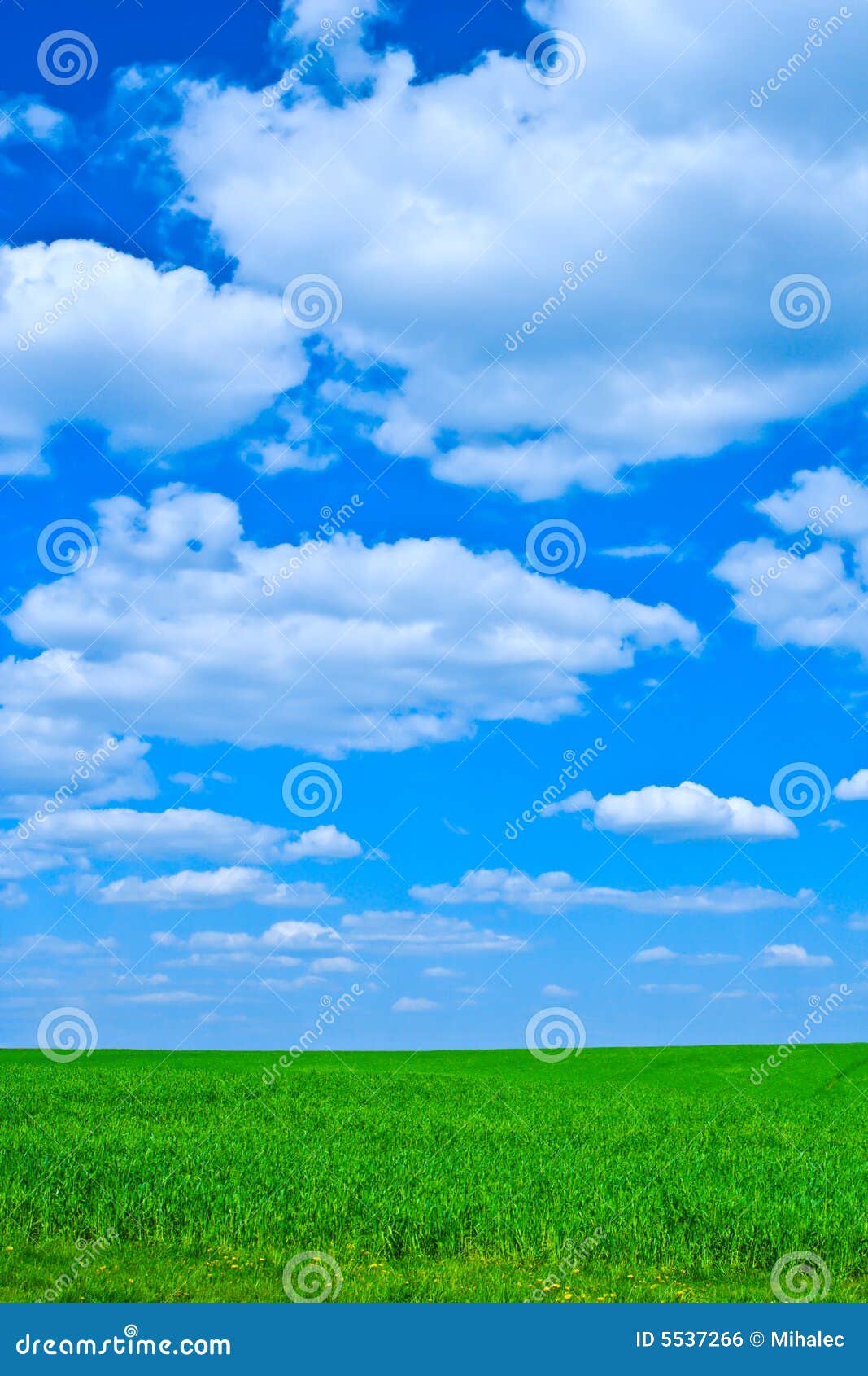 Hierba verde y cielo azul. Wiev hermoso en un campo y el cielo con las nubes