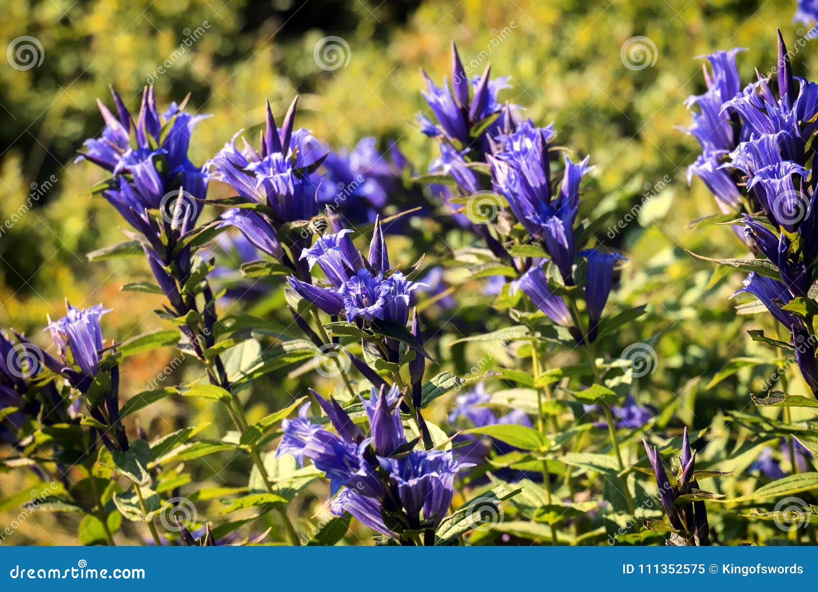 Hierbas Medicinales: Flores Azules De La Genciana Del Sauce Imagen de  archivo - Imagen de fondo, flor: 111352575