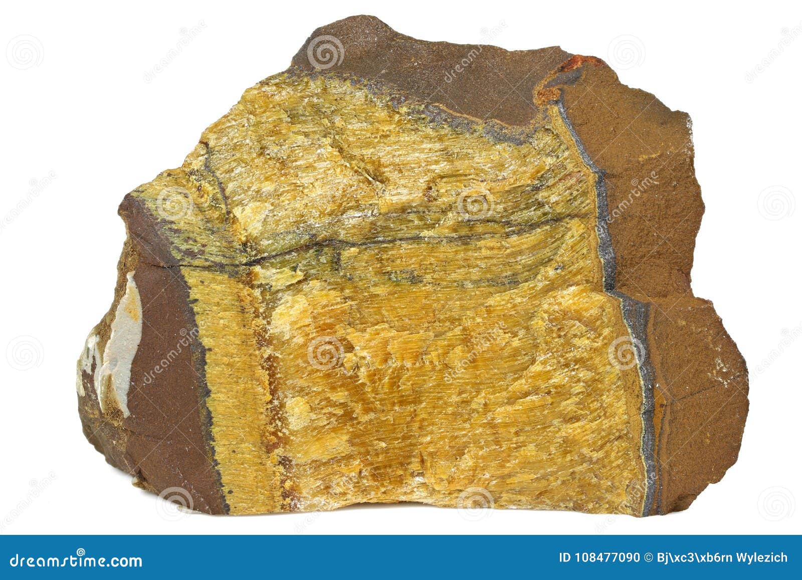 Hierro del tigre foto de archivo. Imagen de travieso - 108477090