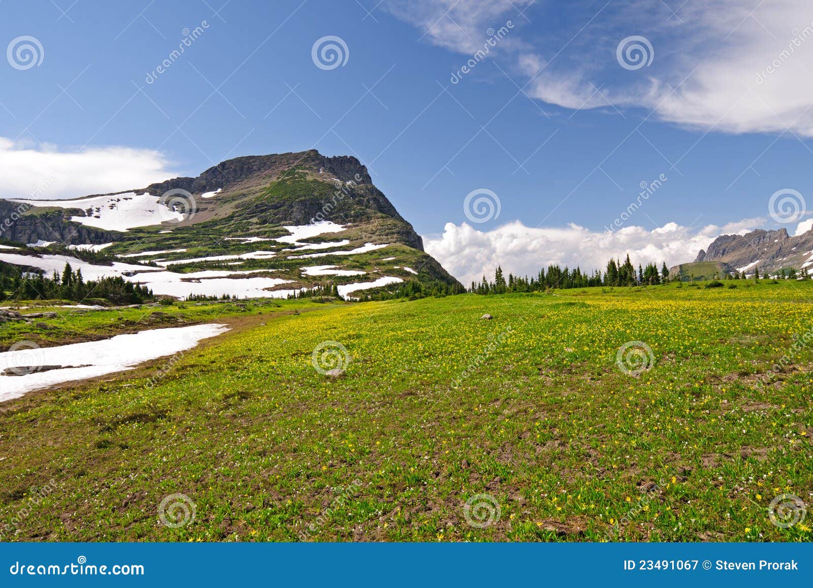 High Alpine Meadow in the Summer Stock Image Image of lily, pass