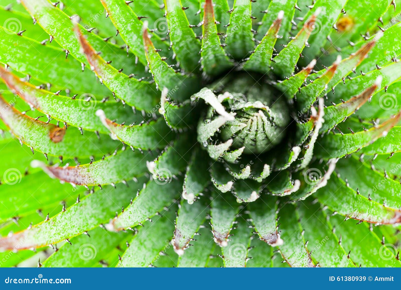 high altitude cactus