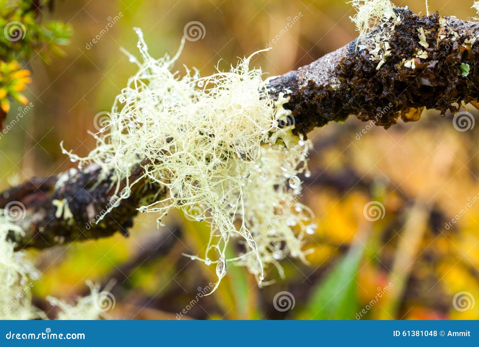 high altitude moss