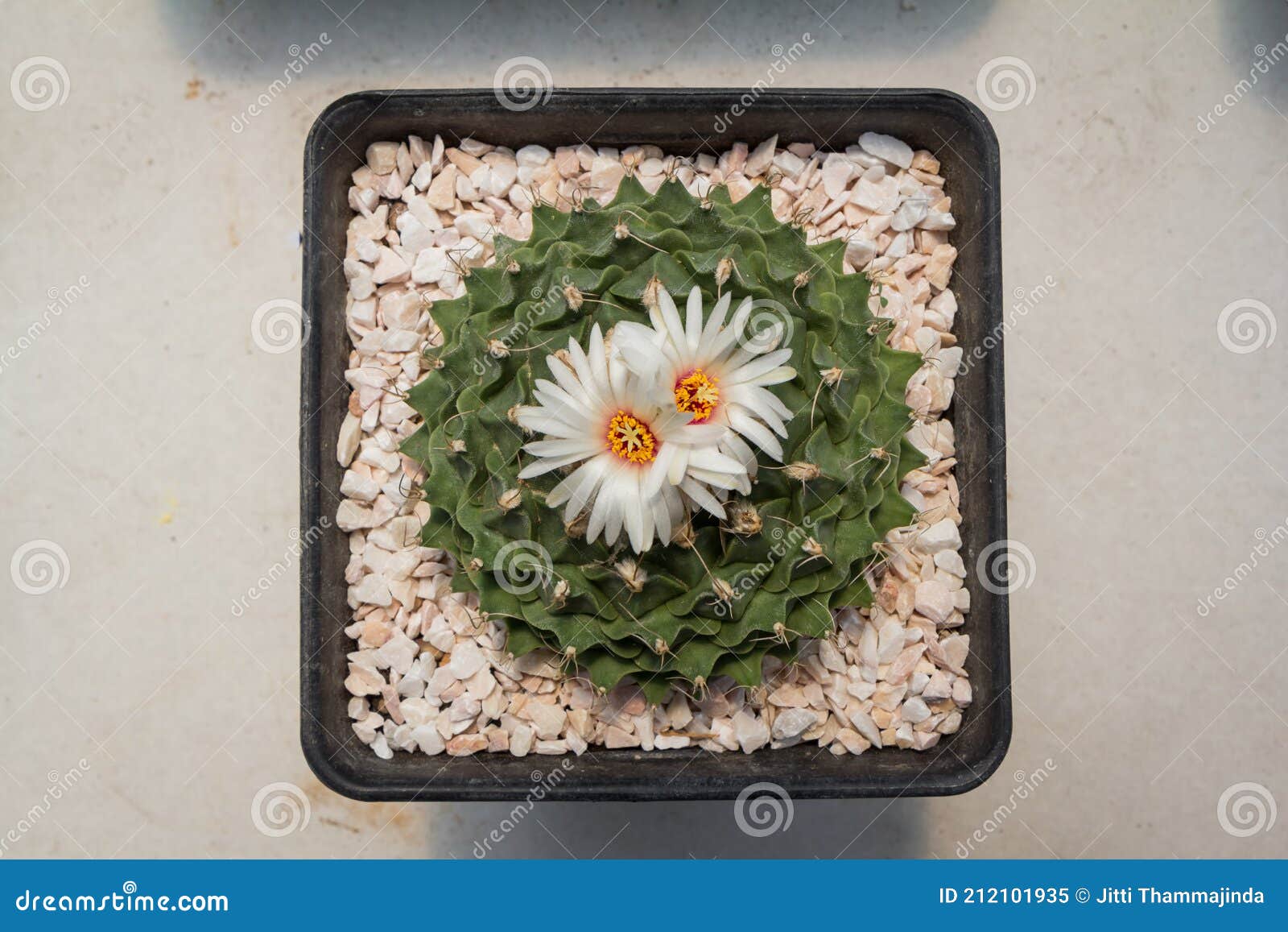 high-angle cactus obregonia denegrii because it is planted in a beautiful white flowerpot in a greenhouse
