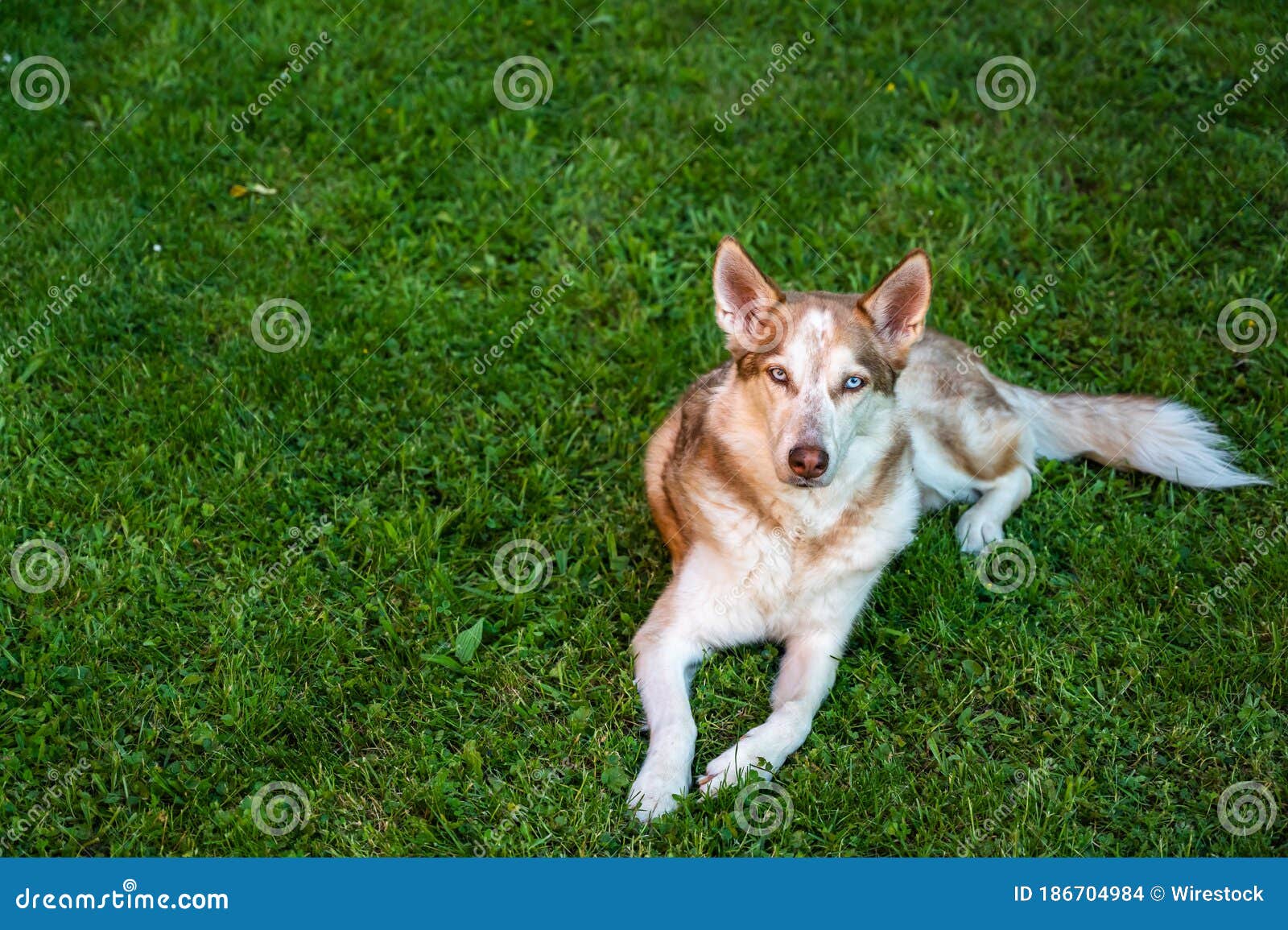 High Angle Shot Of A Brown Saarloos Wolfdog Lying On The Ground Covered In The Grass At Daytime Stock Photo Image Of Strength Breed 186704984