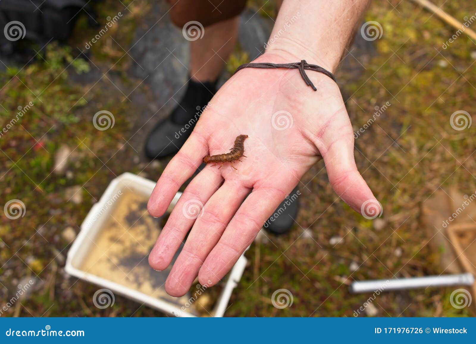 High Angle Shot of a Person Holding a Worm in His Hand in the Middle of a  Forest Stock Photo - Image of catch, island: 171976726