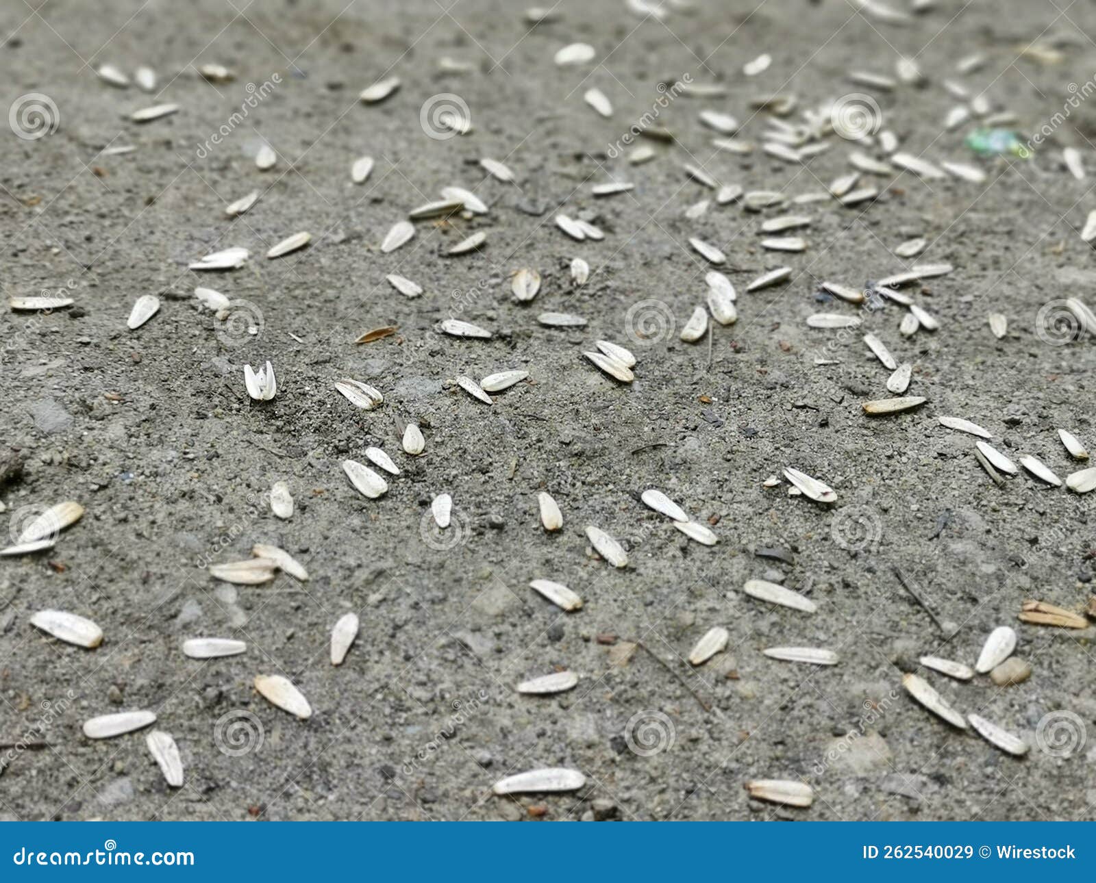 High Angle Shot of Sunflower Seeds Scattered on the Ground Stock Image Image of nutrition