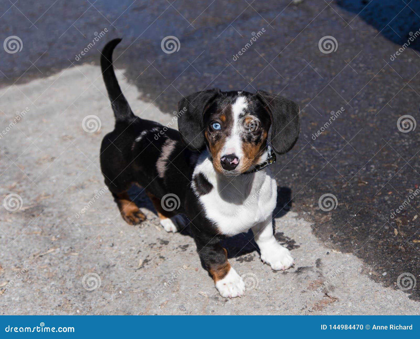 high angle view of adorable odd-eyed tricolour unleashed dachshund puppy