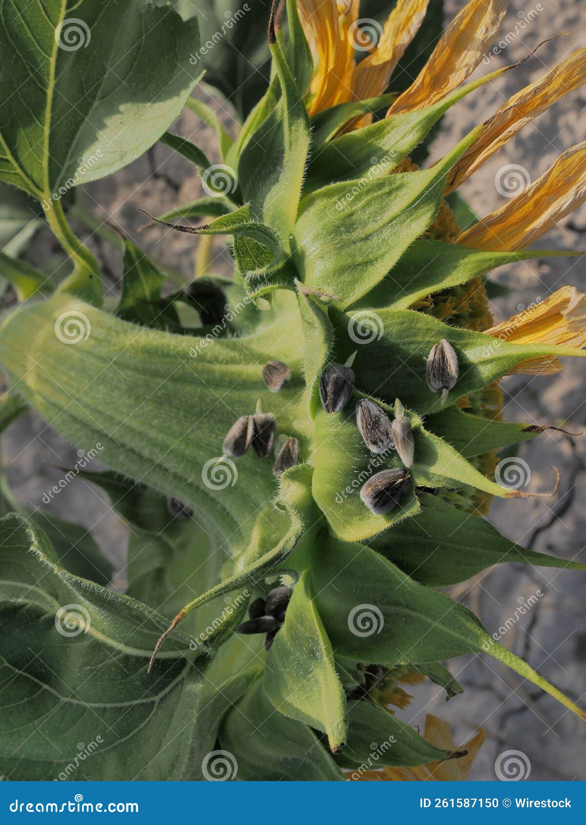 Highangle View of Black Seeds on the Sunflower Plant Stock Photo