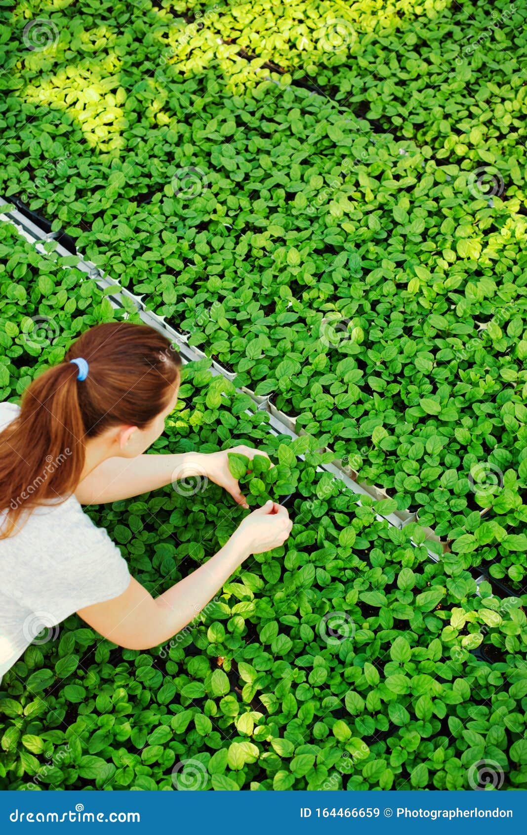 high angle view of female botanist examining seedlings in plant nursery
