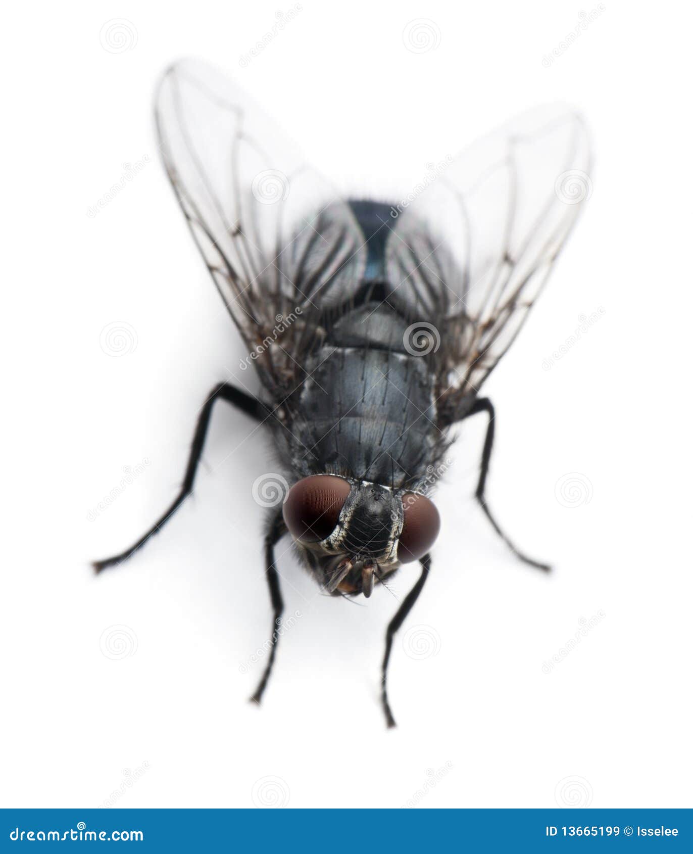 high angle view of housefly, musca domestica