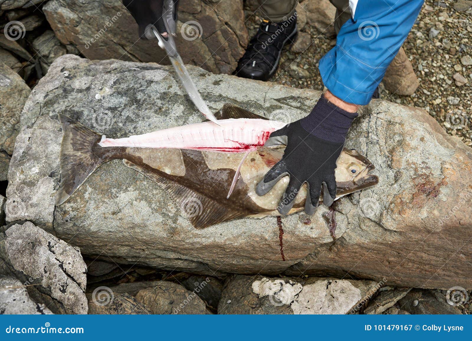 Man Cleaning Fish with Knife Stock Image Image of fillet, cutting