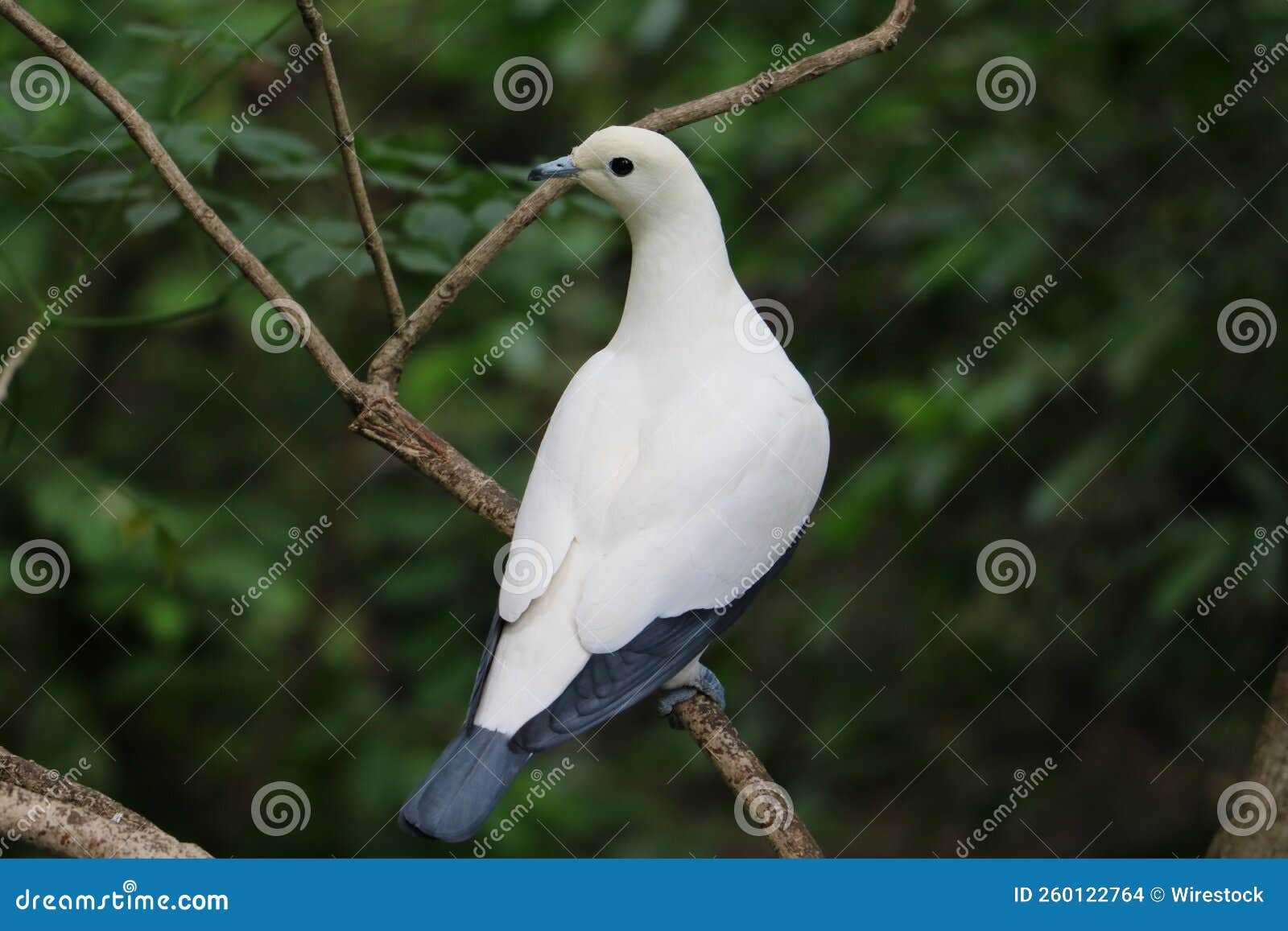 high-angle view of a pied imperial pigeon perching on the branch