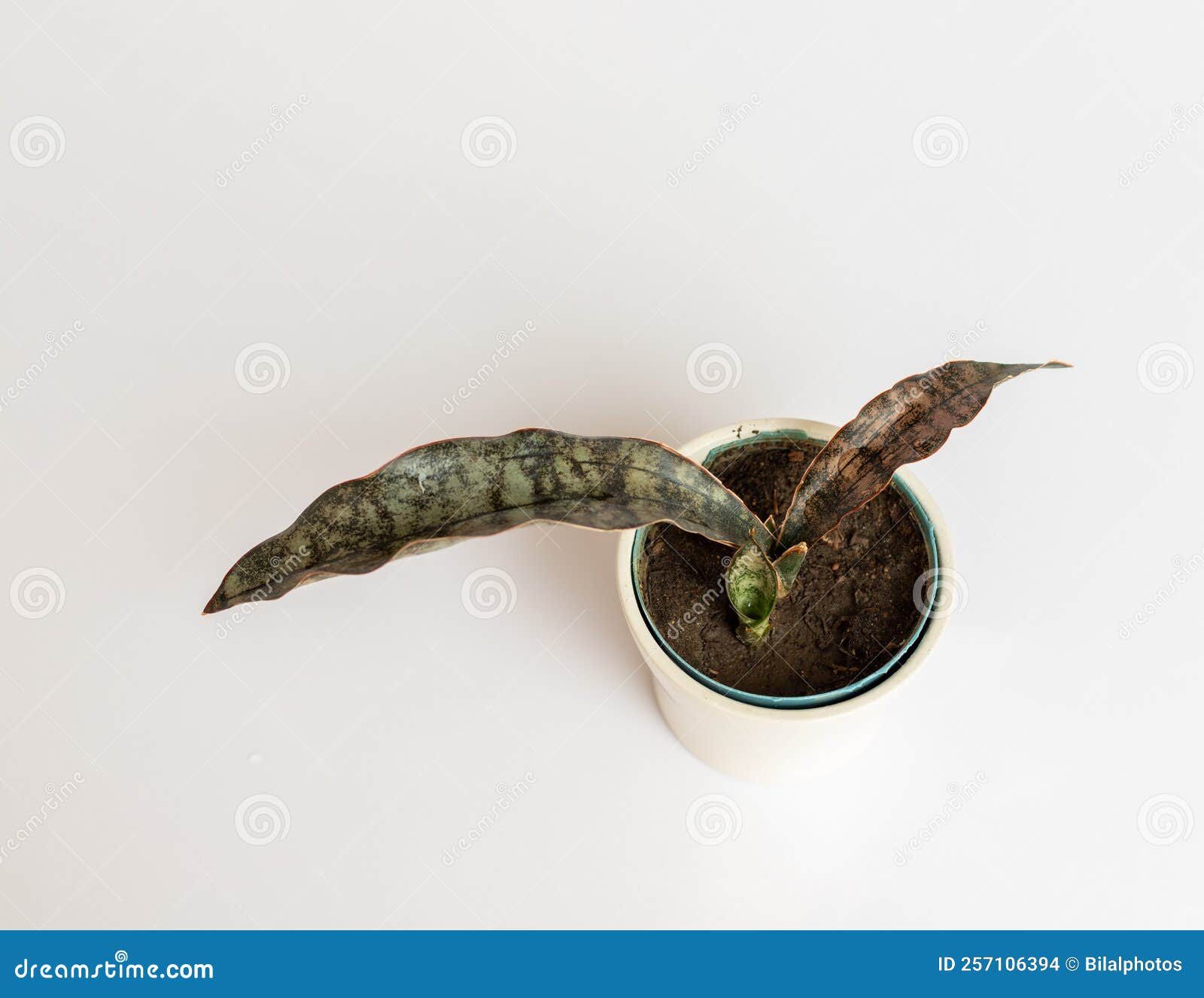 High Angle View of Sansevieria Kirkii Coppertone Snake Plant Stock