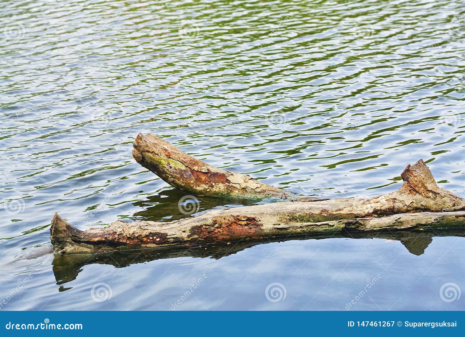 Tranquil Scenery of Cut Tree Trunks in Water Stock Image Image of angle, water 147461267